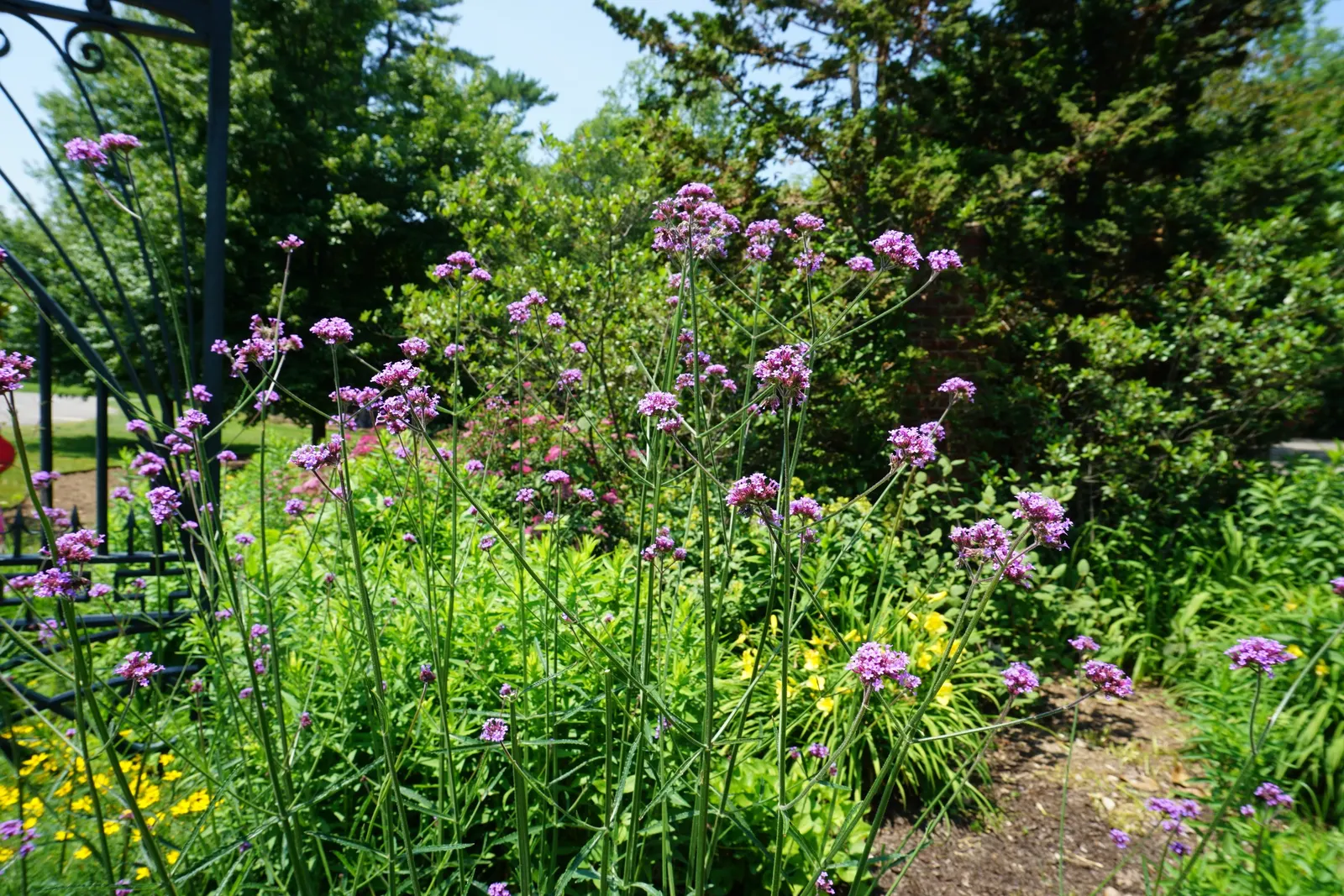 Purple Top Verbena (Verbena Bonariensis) — scientifically named Verbena bonariensis, image 32