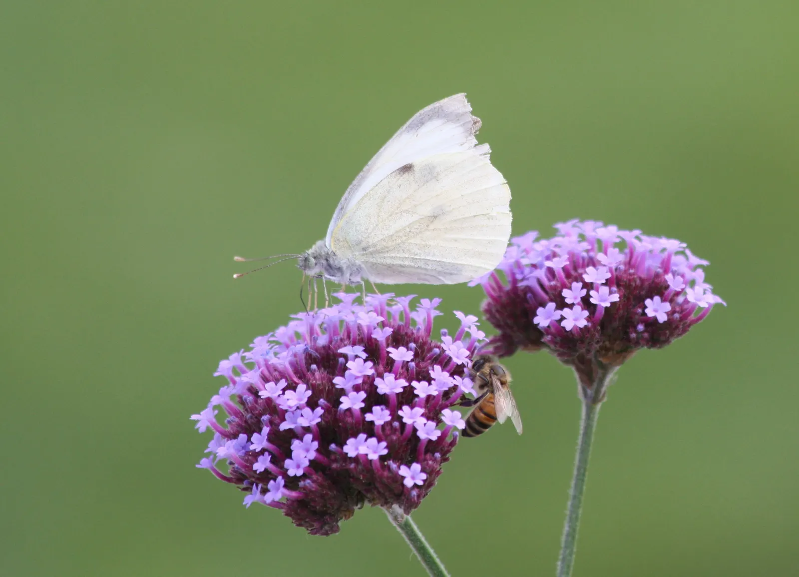 Purple Top Verbena (Verbena Bonariensis) — These blossoms create a vibrant canopy of color from midsummer until the first frost