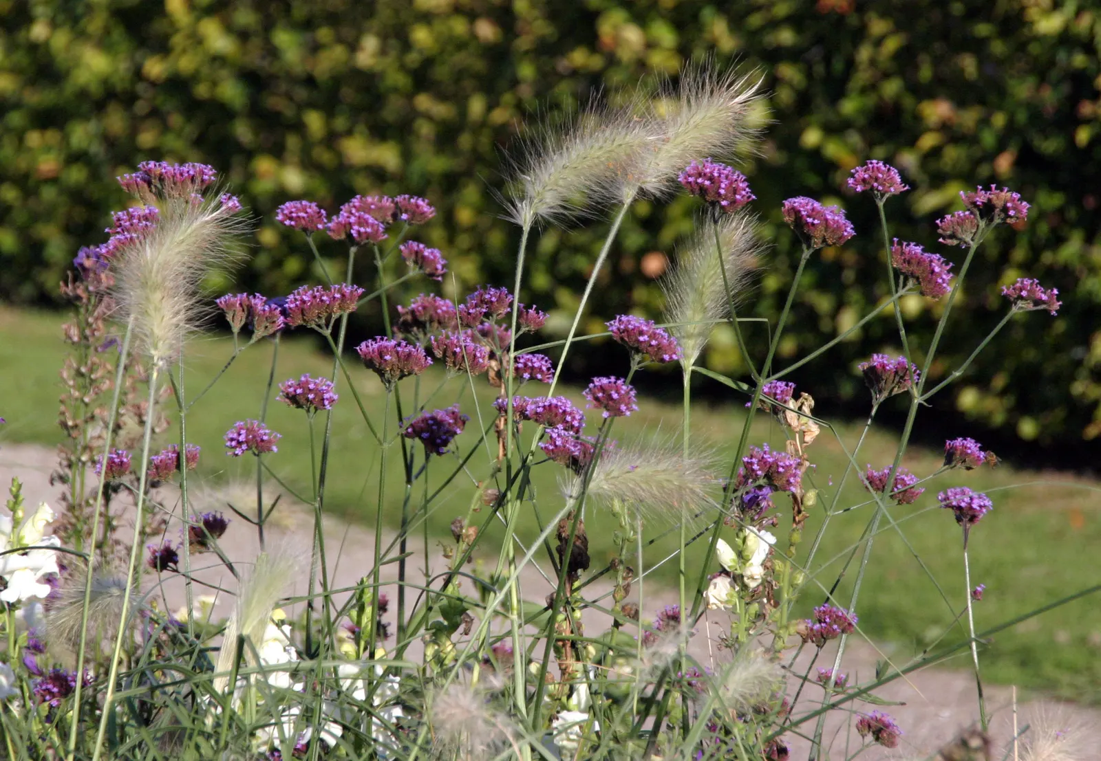 Purple Top Verbena (Verbena Bonariensis) — This cultivar's slender form and effervescent blooms can be a standout in any design, image 77