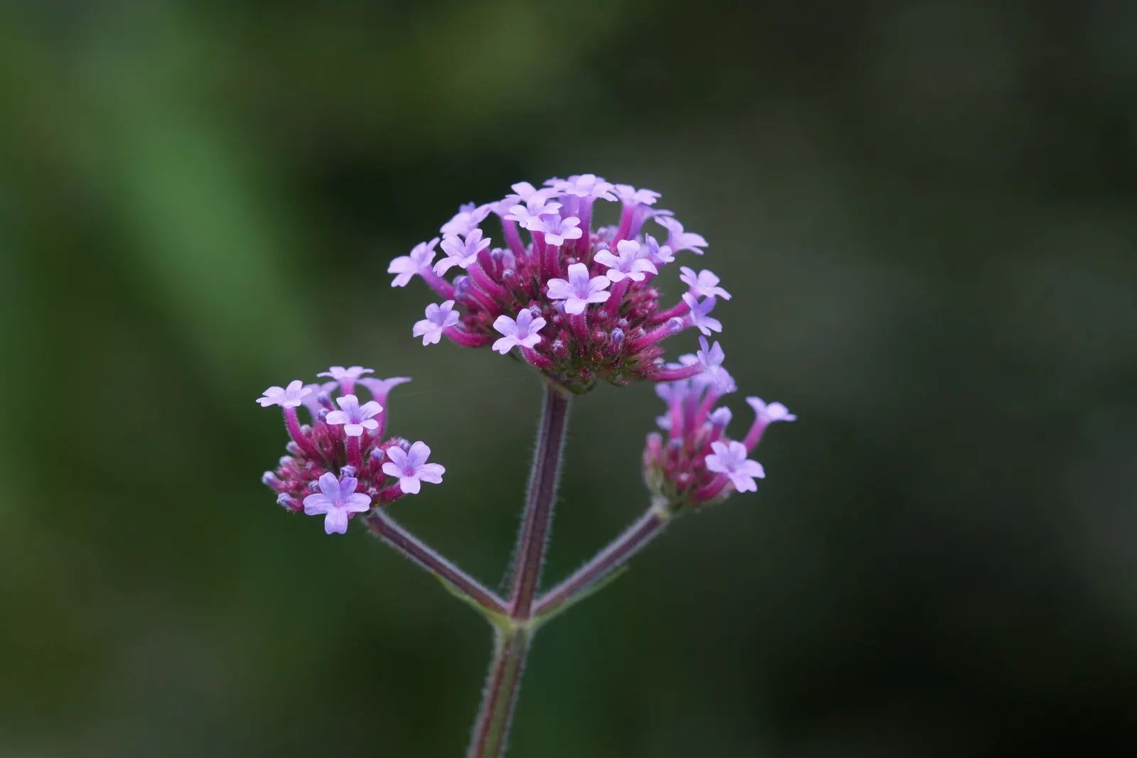 Purple Top Verbena (Verbena Bonariensis) — When planting for design impact, consider mass planting or using it as an accent in mixed borders; making it an