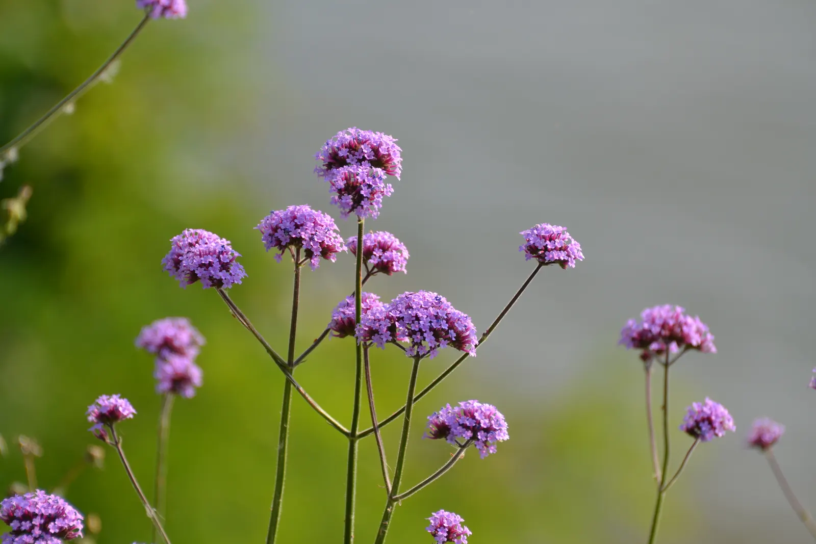 Purple Top Verbena (Verbena Bonariensis) — purple flowers in the garden; elegantly grouped at the tips of its stems