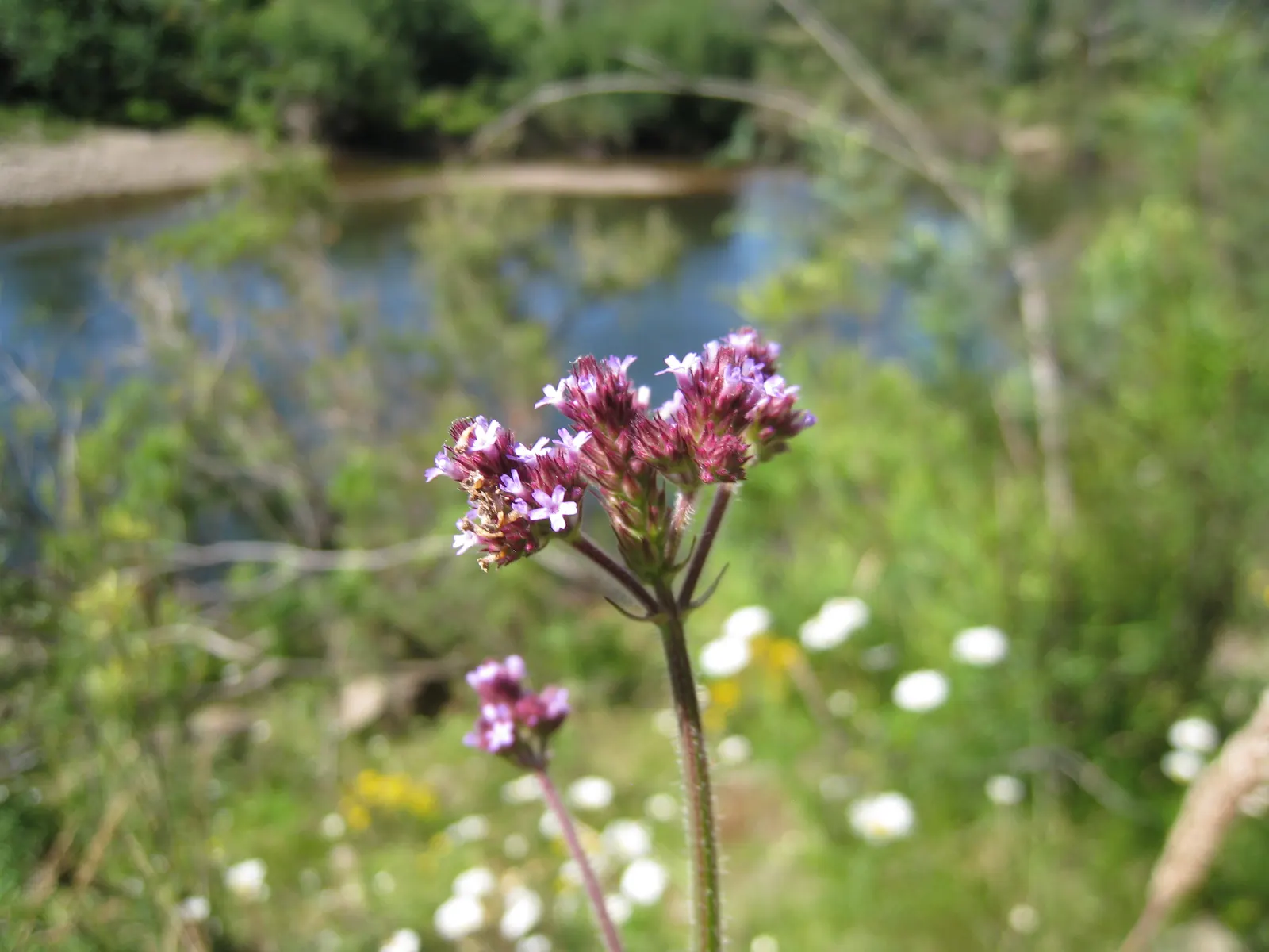 Purple Top Verbena (Verbena Bonariensis) — trim spent blooms to encourage a robust repeat flowering and provide moderate watering; tubular flowers, image 75
