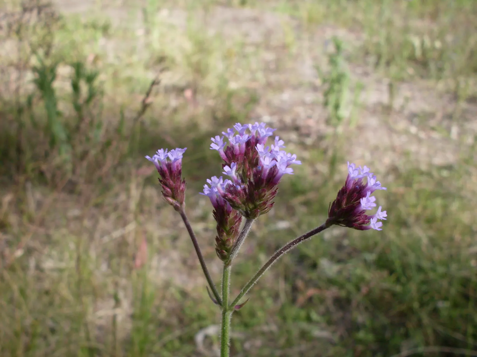Purple Top Verbena (Verbena Bonariensis) — perennial with purple blooms; enhancing the ecological value of your garden, image 80