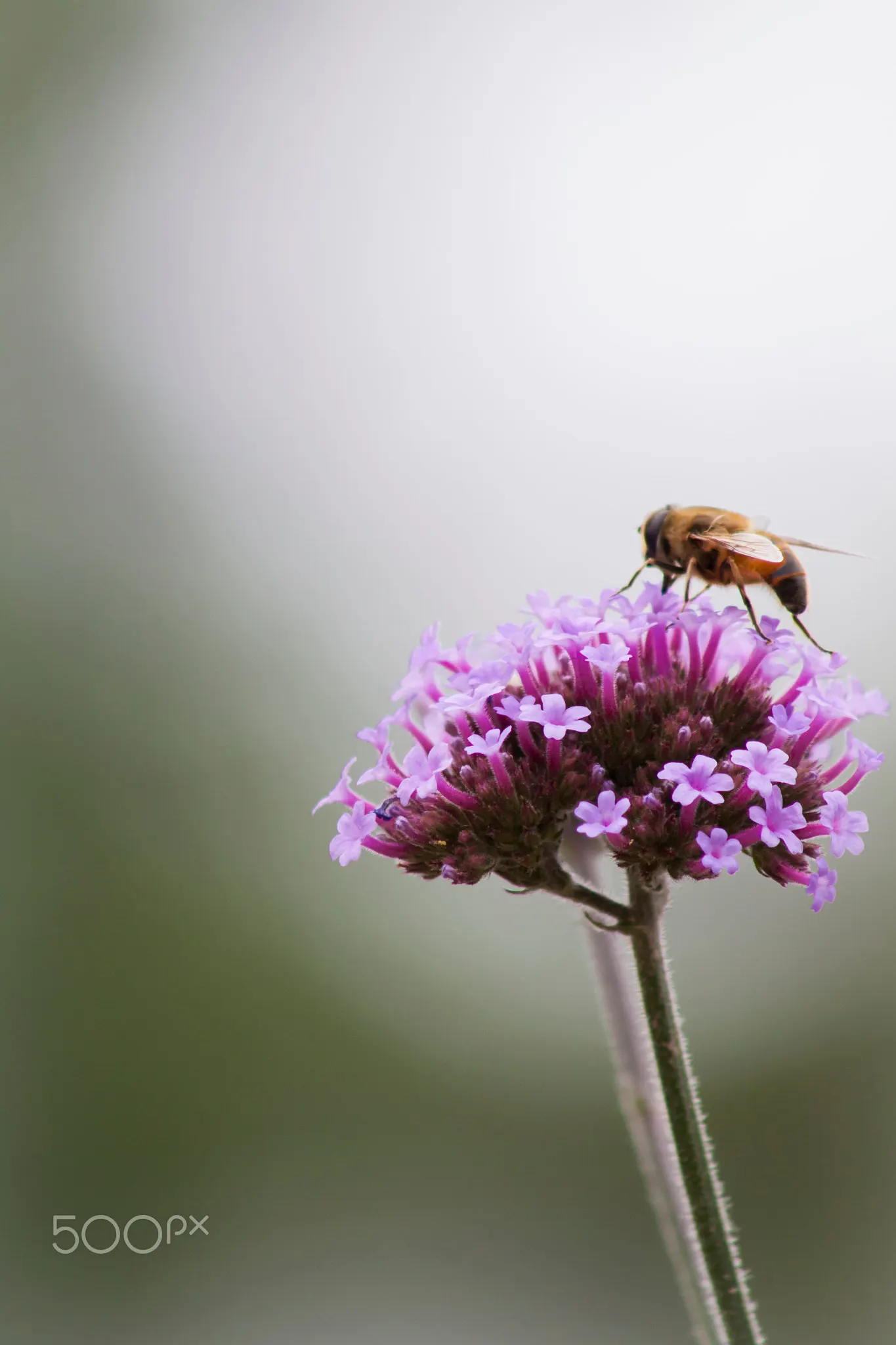 Purple Top Verbena (Verbena Bonariensis) — It presents a stunning vertical element in borders or as a backdrop in garden designs; purple flowers in, image 85