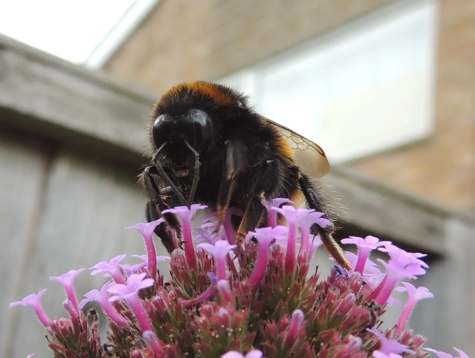 Purple Top Verbena (Verbena Bonariensis) — perennial for full
