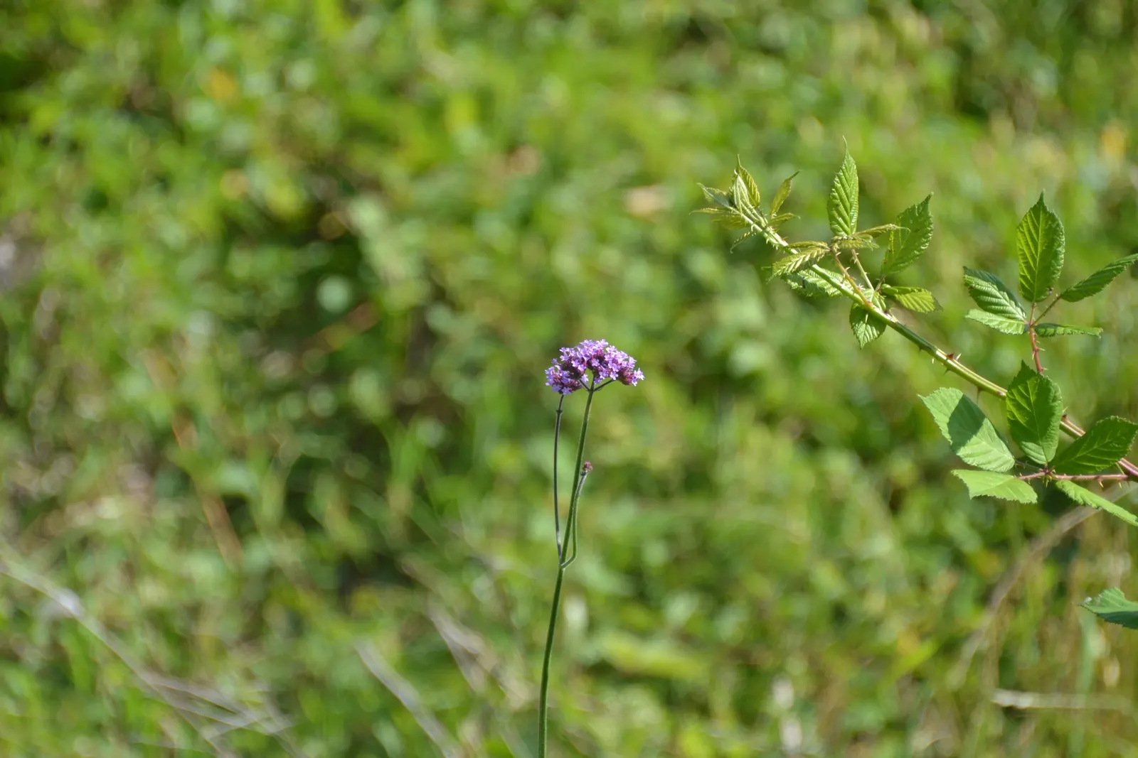 Purple Top Verbena (Verbena Bonariensis) — It presents a stunning vertical element in borders or as a backdrop in garden designs