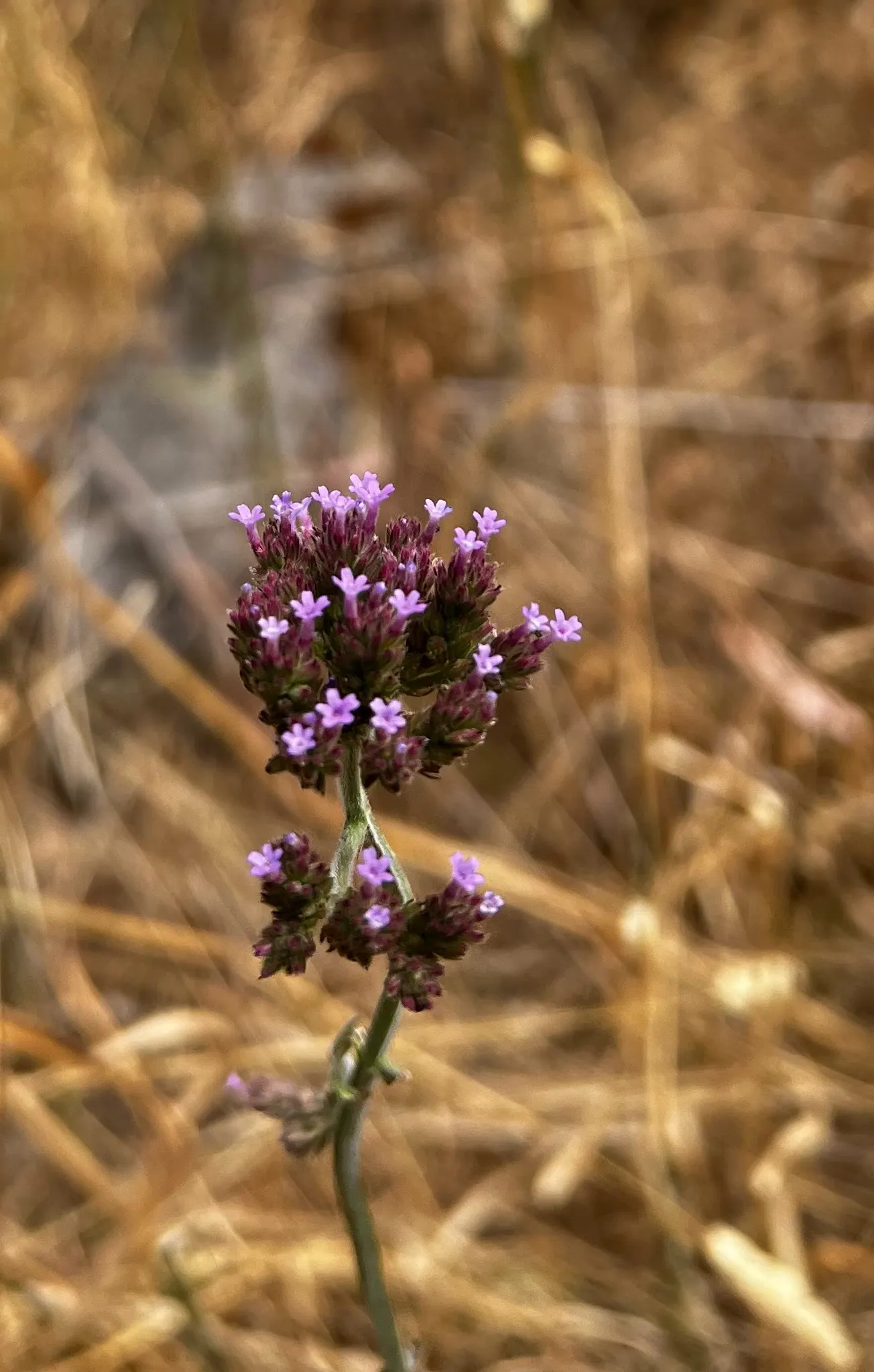 Purple Top Verbena (Verbena Bonariensis) — offering a layer of height and texture that invites the eyes upward.<br><br>For ideal vigor; known for, image 74