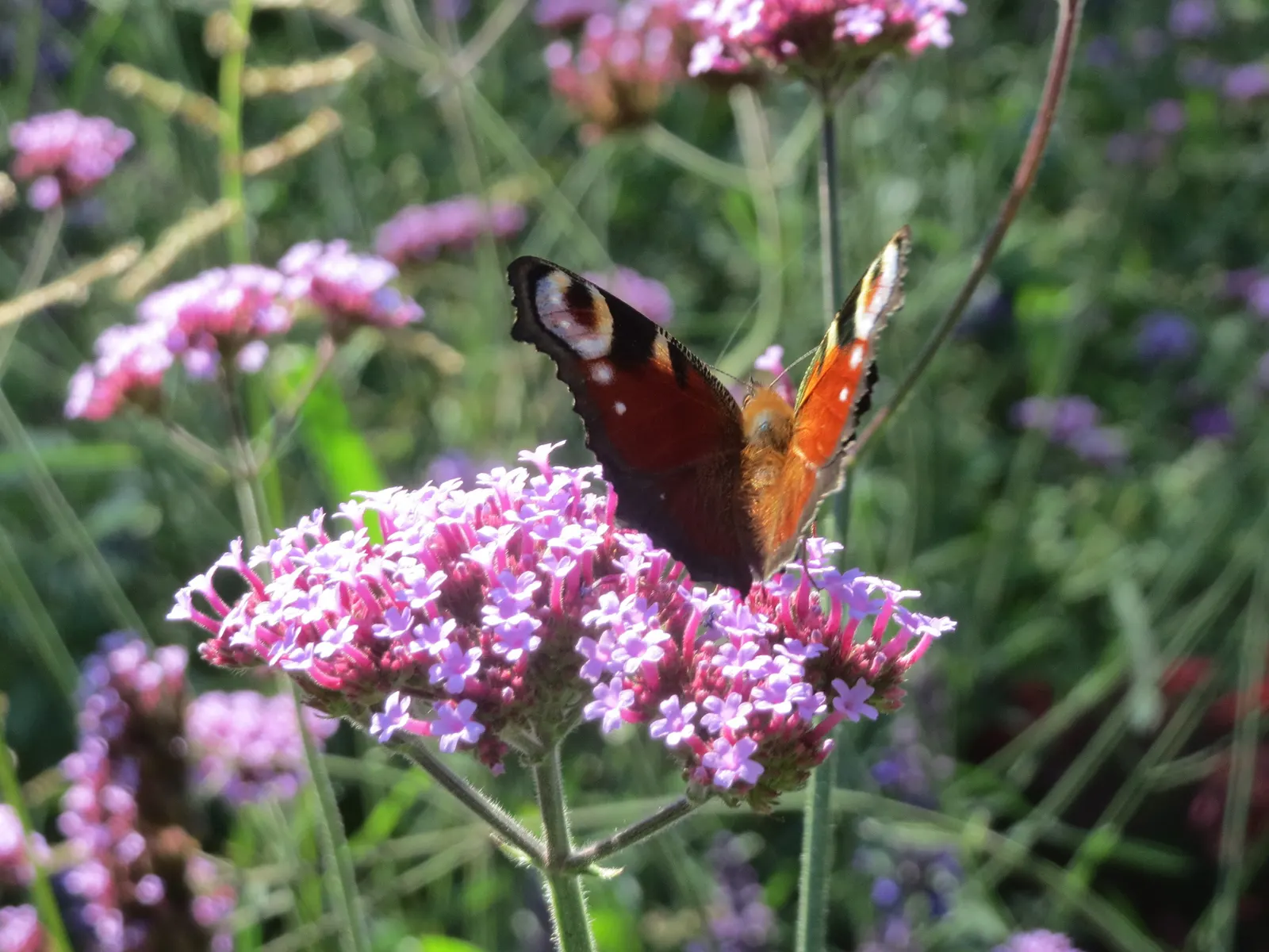 Purple Top Verbena (Verbena Bonariensis) — the Purple Top Verbena thrives in full sun; perennial for full