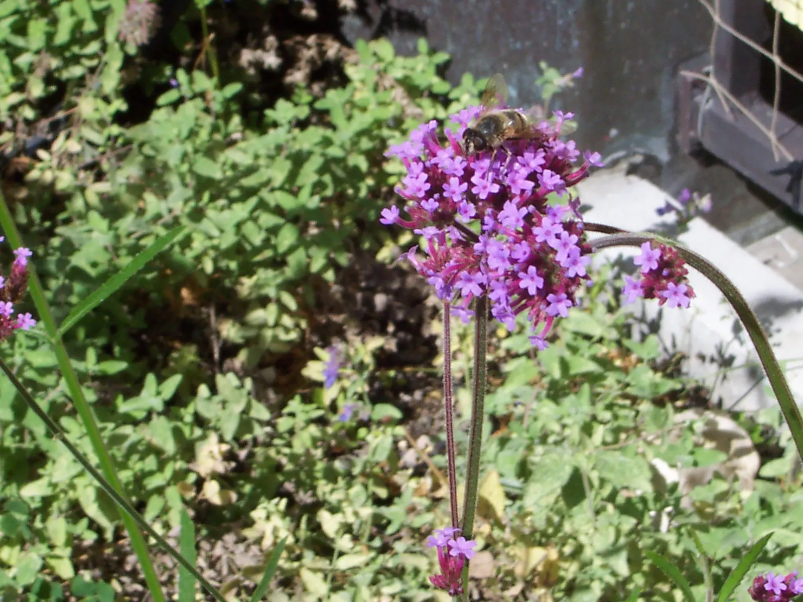 Purple Top Verbena (Verbena Bonariensis) — Known for its vibrant purple clusters atop slender stems, this plant sways gracefully in the breeze, image 83