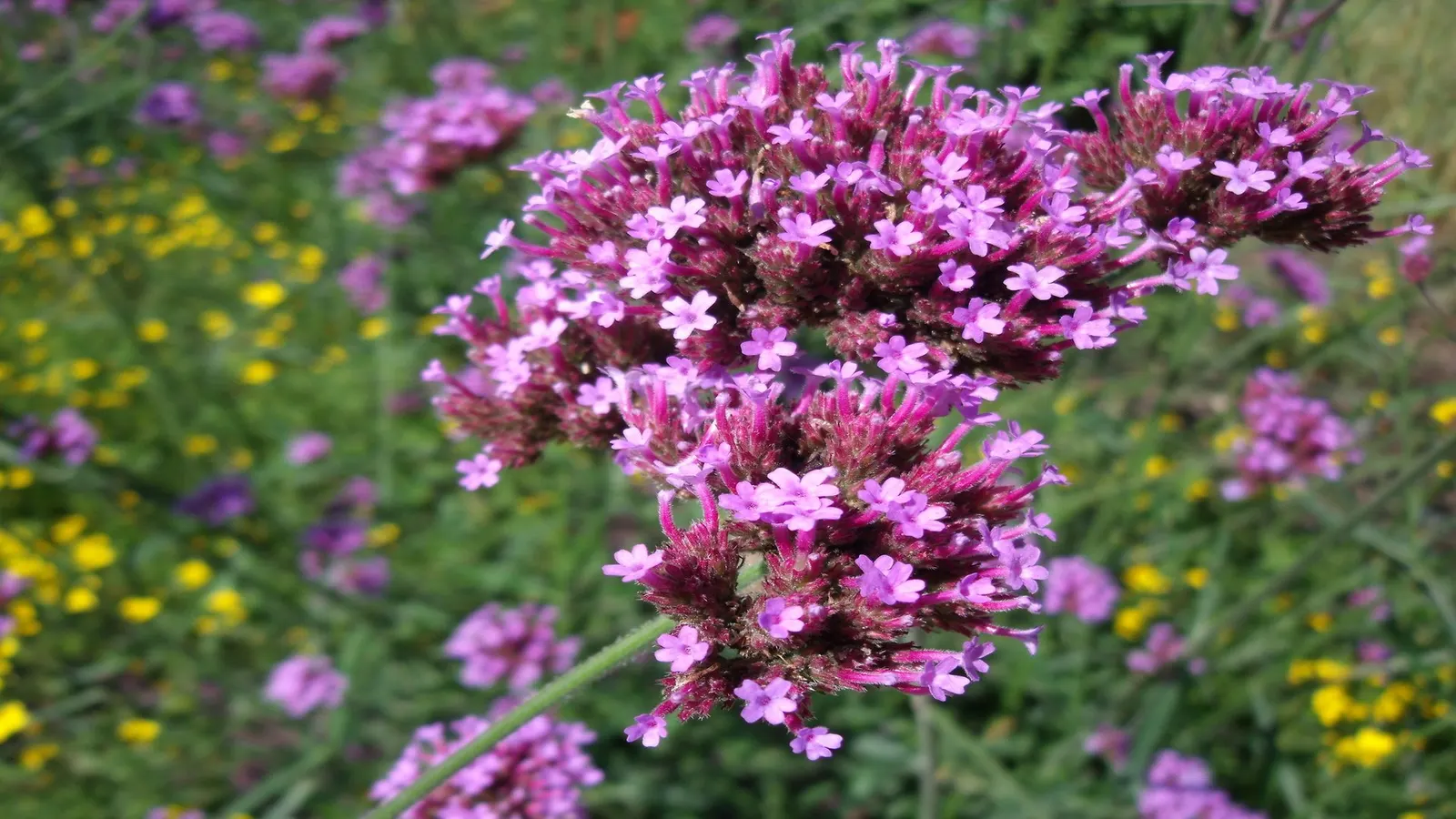 Purple Top Verbena (Verbena Bonariensis) — the Purple Top Verbena thrives in full sun; perennial for full, image 66
