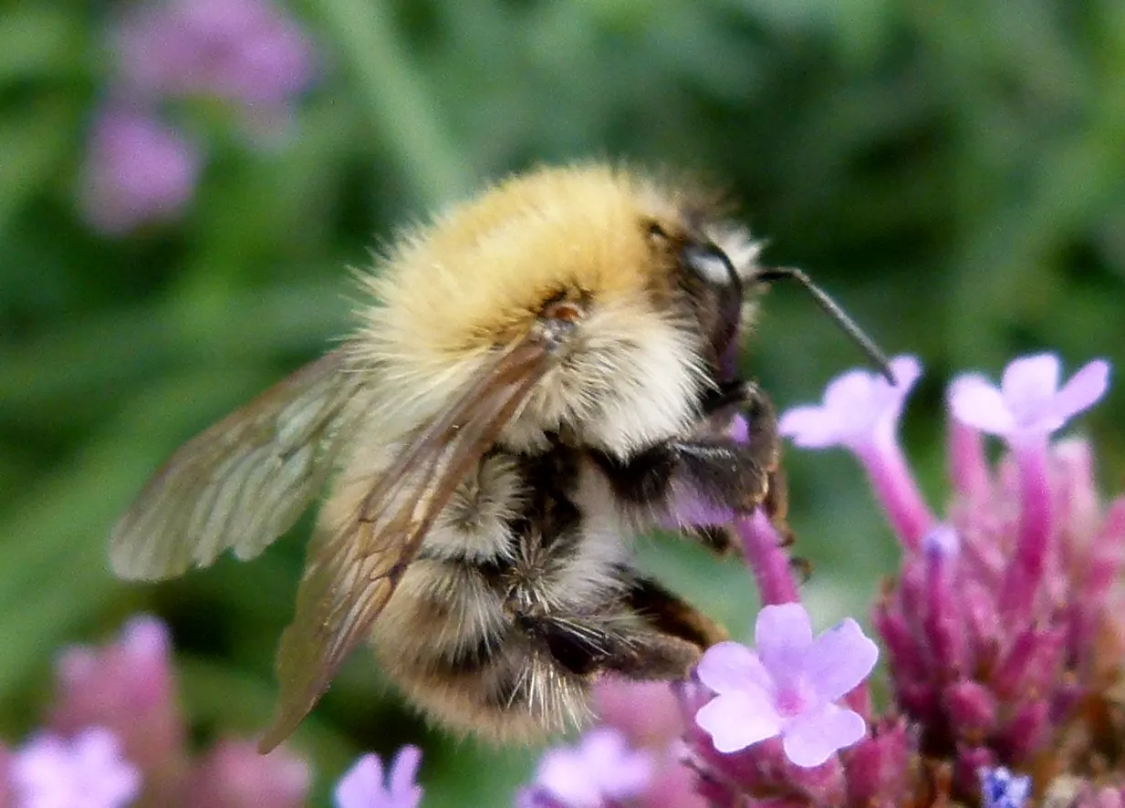 Purple Top Verbena (Verbena Bonariensis) — exhibits drought tolerance