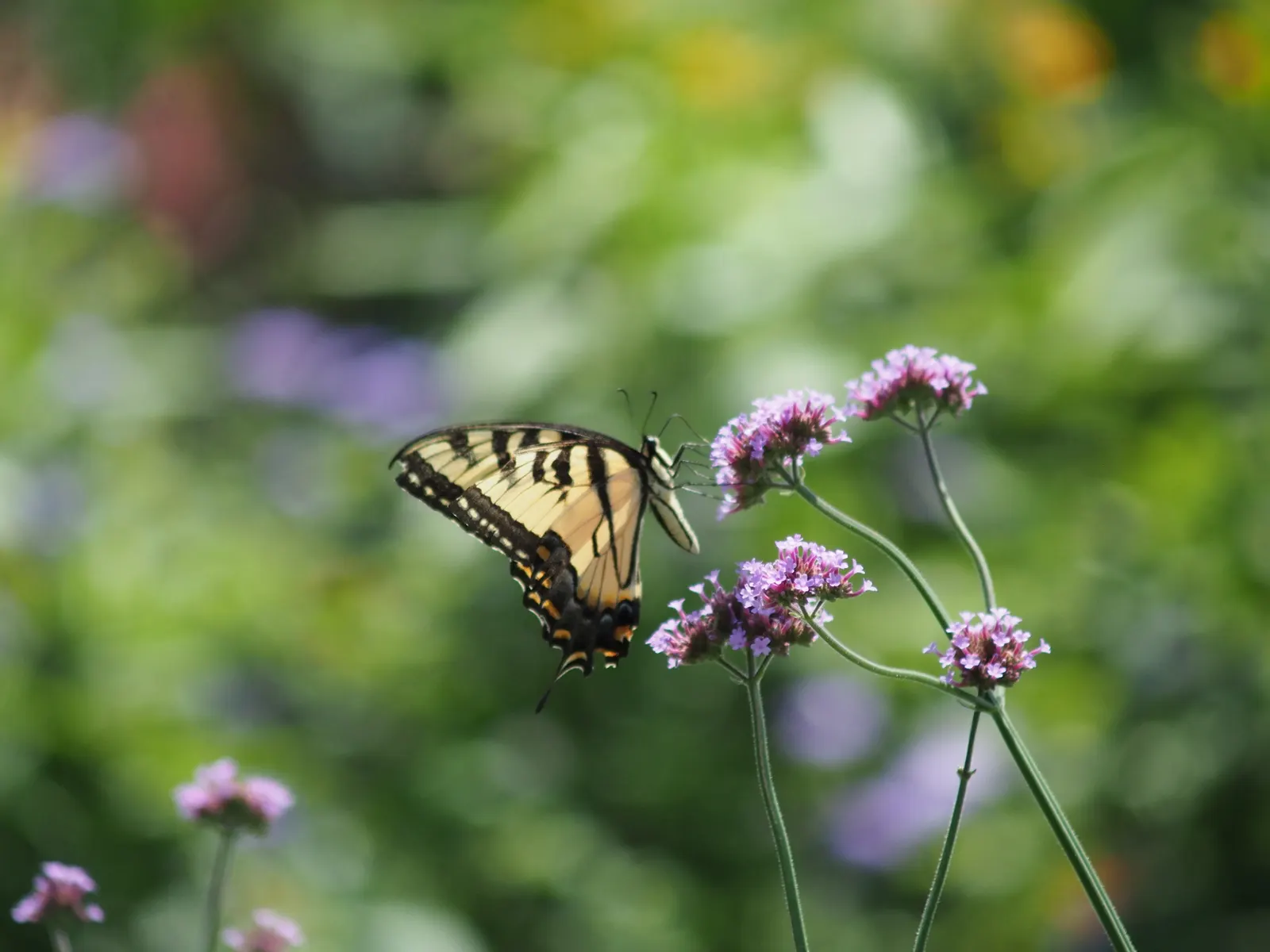 Purple Top Verbena (Verbena Bonariensis) — It presents a stunning vertical element in borders or as a backdrop in garden designs; purple flowers in the garden