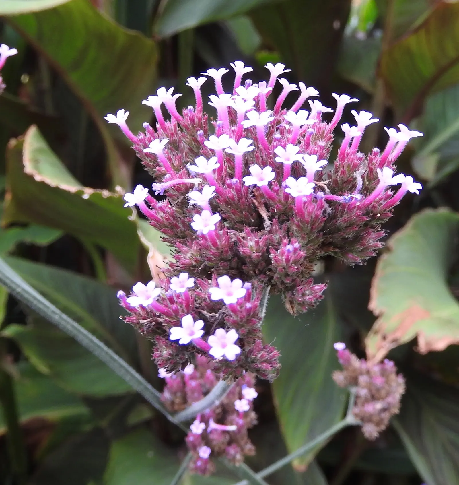 Purple Top Verbena (Verbena Bonariensis) — This cultivar's slender form and effervescent blooms can be a standout in any design