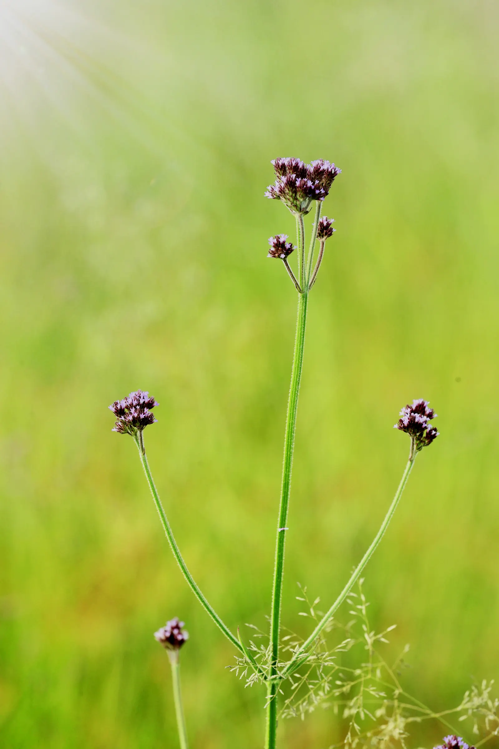 Purple Top Verbena (Verbena Bonariensis) — adds a whimsical touch with its airy; the Purple Top Verbena thrives in full sun, image 60