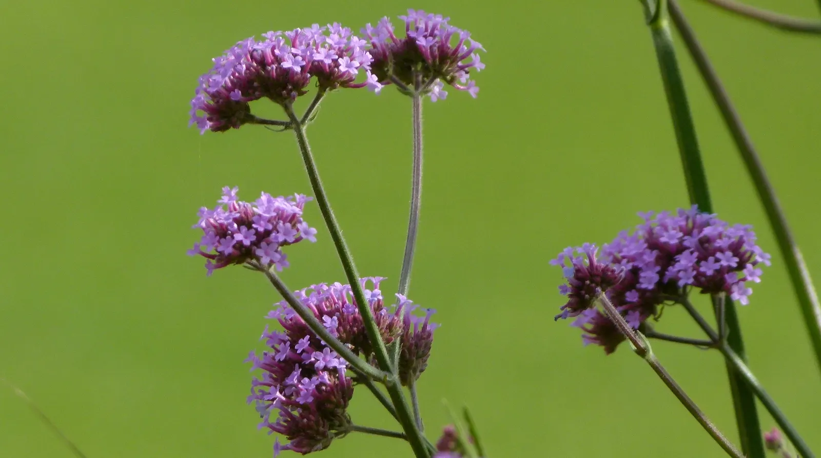 Purple Top Verbena (Verbena Bonariensis) — Its vertical stature allows it to gracefully mingle with other perennials and ornamental grasses; especially during
