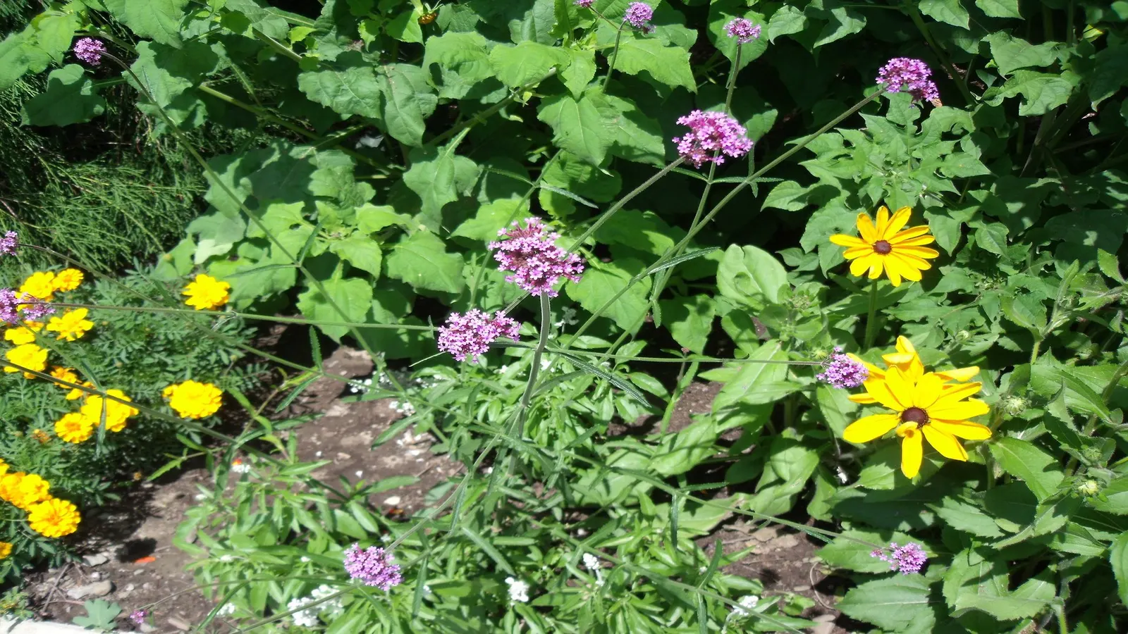 Purple Top Verbena (Verbena Bonariensis) — lending both beauty and benevolence to your client's landscape; thriving in full sun to partial shade, it is