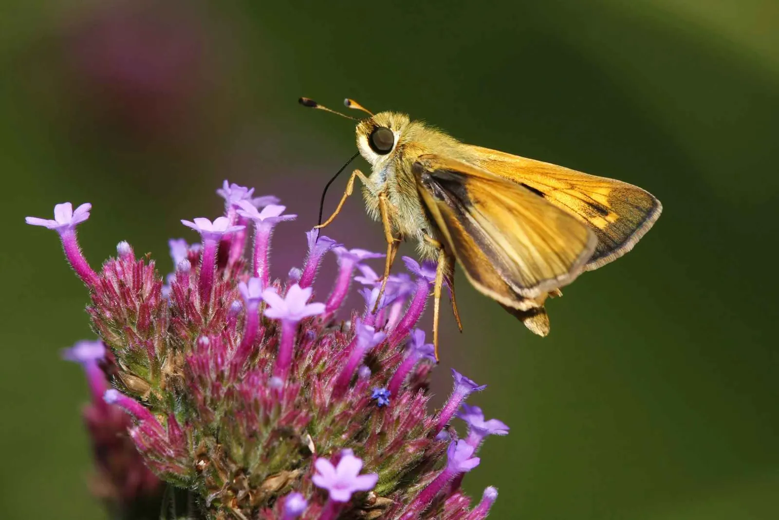 Purple Top Verbena (Verbena Bonariensis) — injecting both structure and delicate movement into garden designs.<br><br>True to its common name