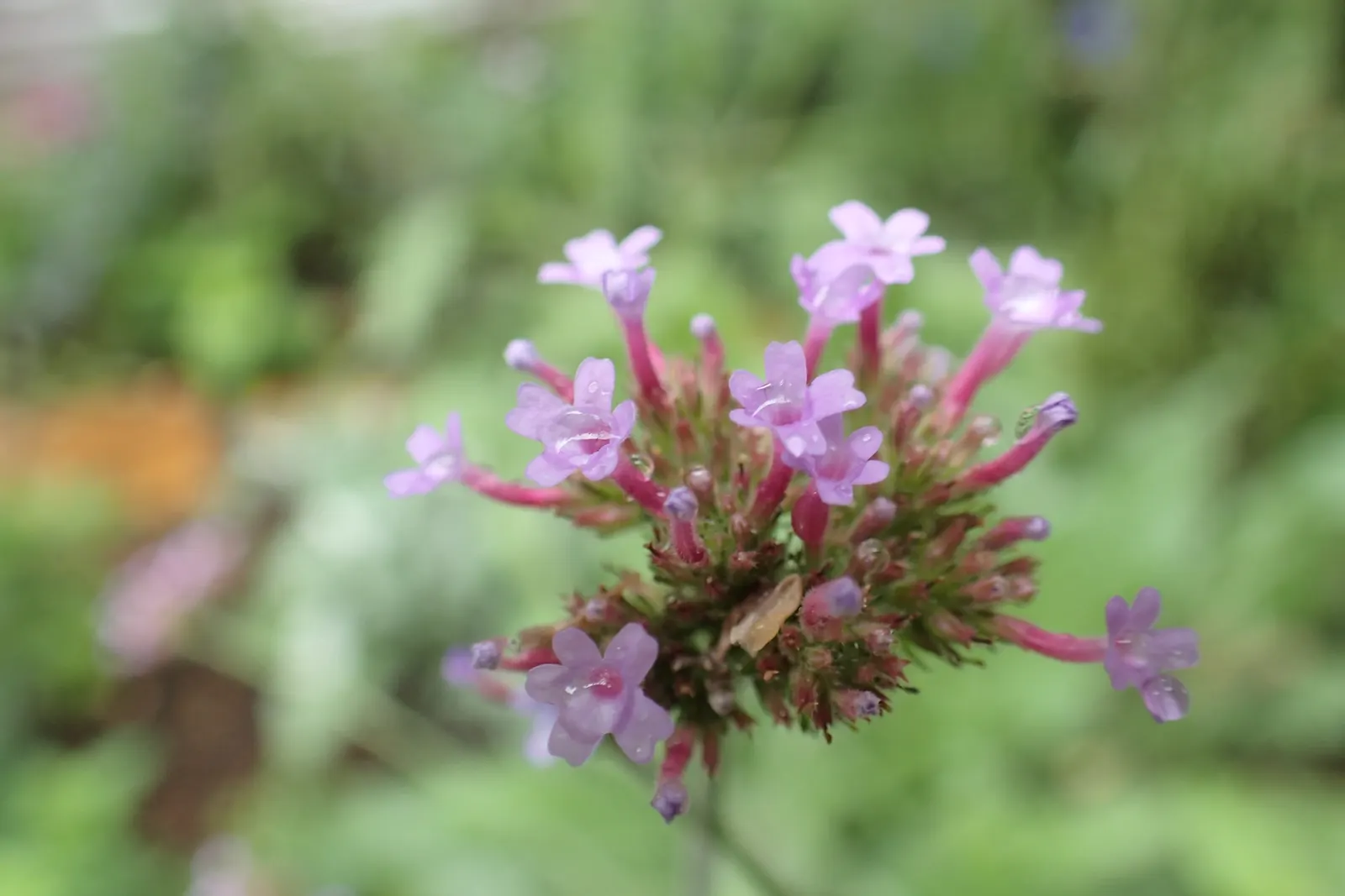 Purple Top Verbena (Verbena Bonariensis) — the Purple Top Verbena is a magnet for butterflies and bees; is an airy perennial reaching up to 6 feet tall and