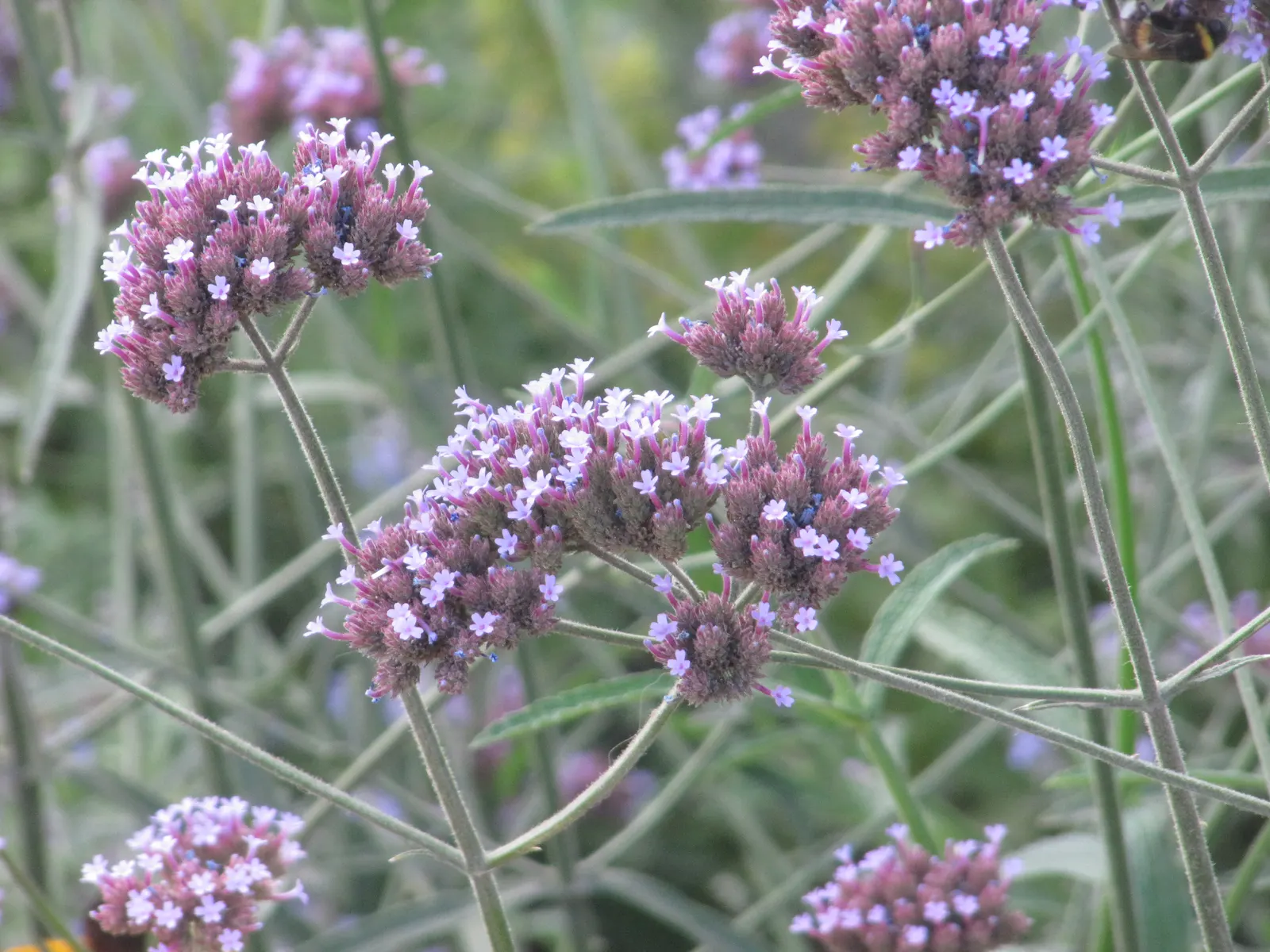 Purple Top Verbena (Verbena Bonariensis) — scientifically named Verbena bonariensis