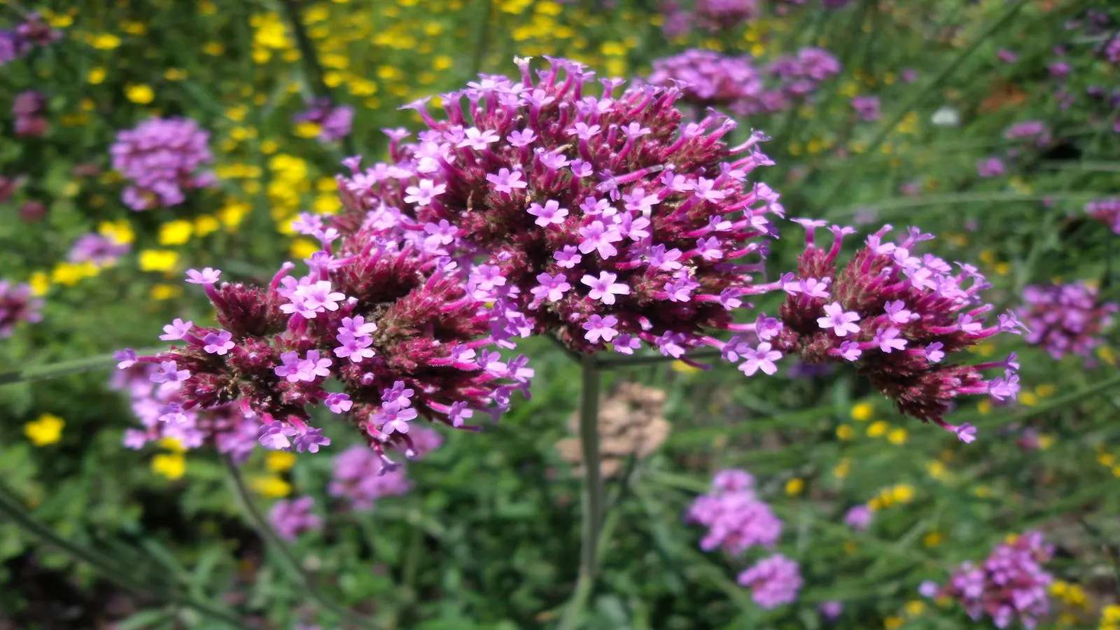 Purple Top Verbena (Verbena Bonariensis) — When planting for design impact, consider mass planting or using it as an accent in mixed borders, image 72