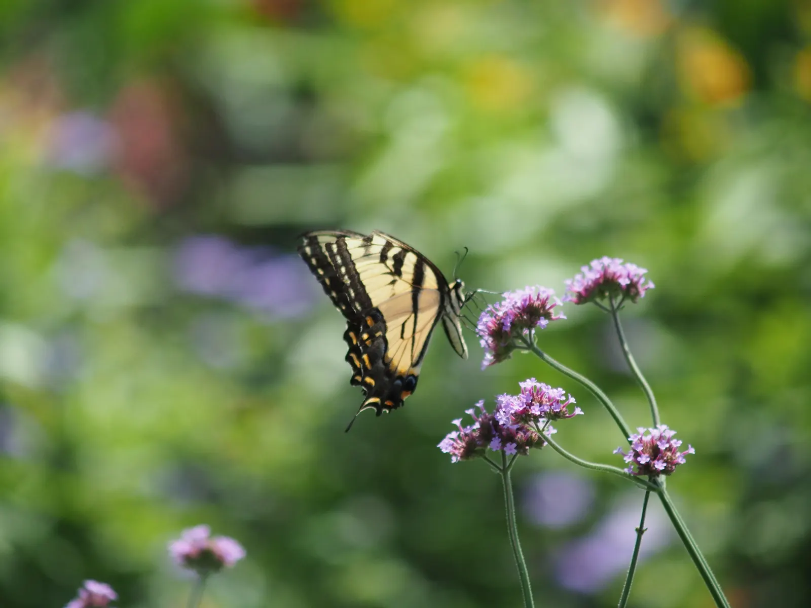 Purple Top Verbena (Verbena Bonariensis) — purple flowers in the garden