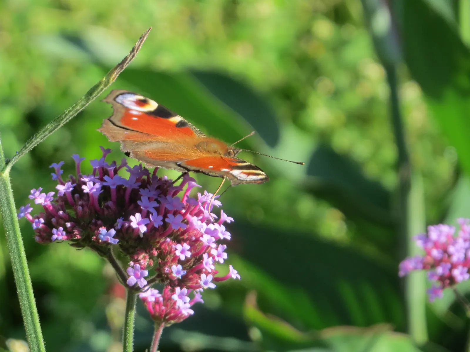 Purple Top Verbena (Verbena Bonariensis) — is an airy perennial reaching up to 6 feet tall and spreading 1 to 3 feet