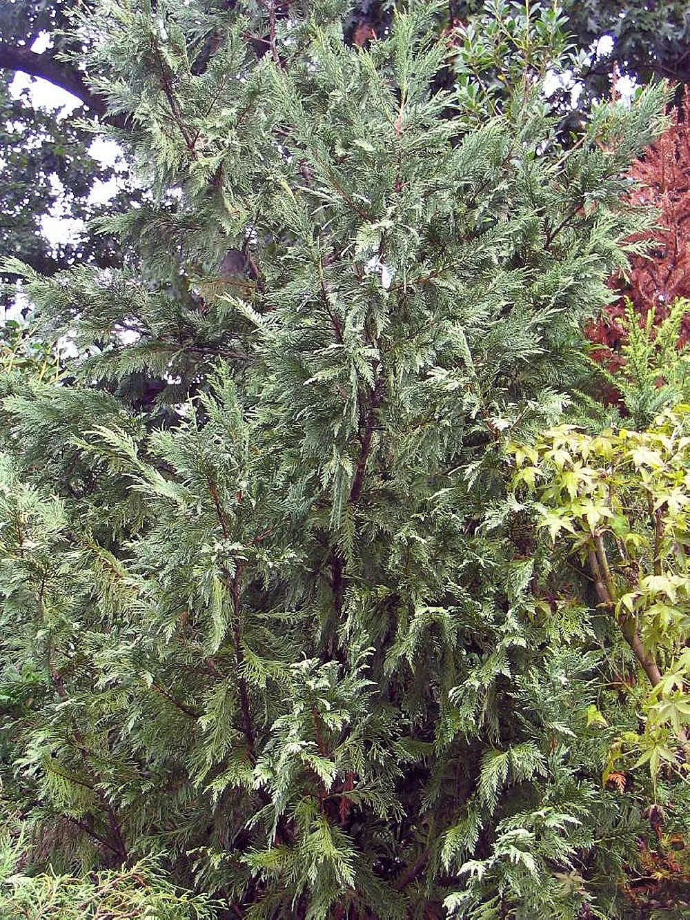 Leyland Cypress (Cupressocyparis X Leylandi) — This hybrid is well-suited for privacy screens and windbreaks due to its tall and narrow form; but, image 44