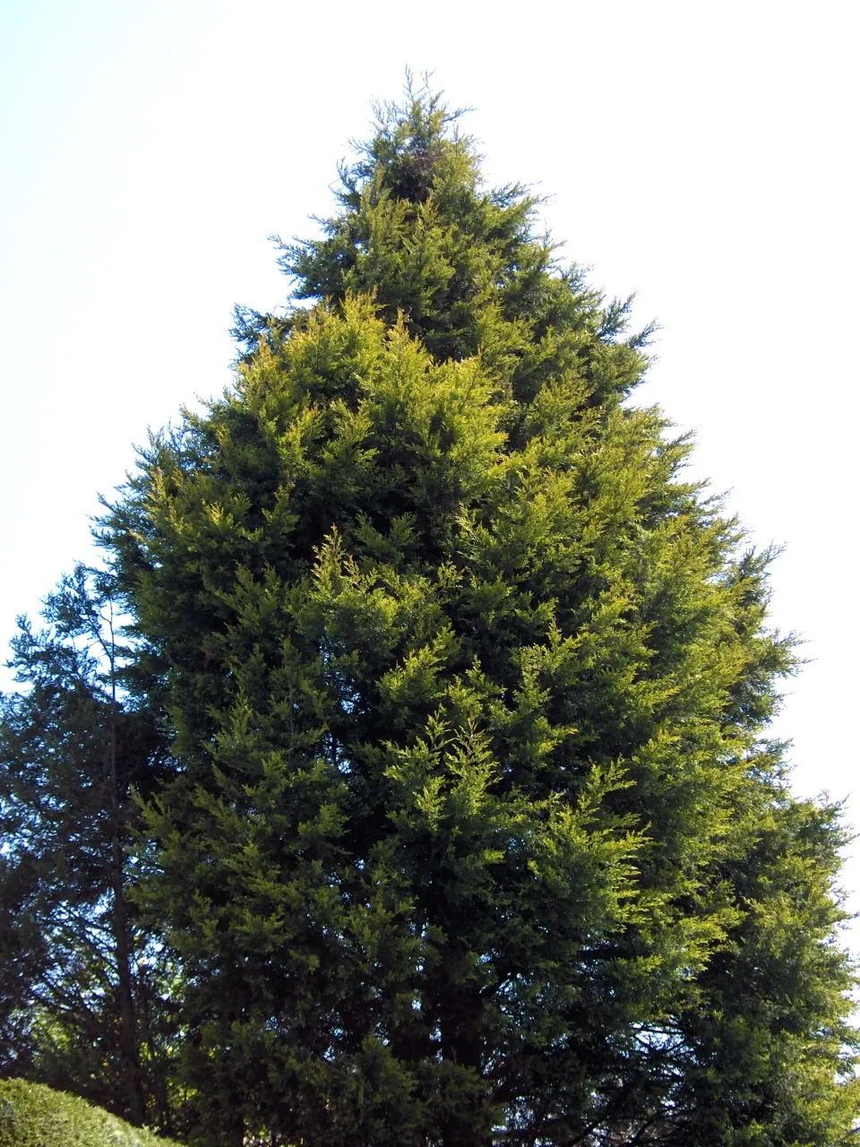 Leyland Cypress (Cupressocyparis X Leylandi) — the Leyland Cypress prefers full sun but can tolerate partial shade; an important consideration for, image 46