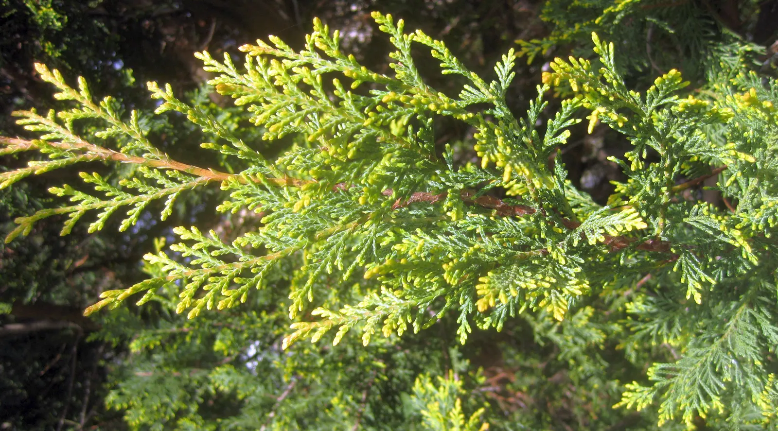 Leyland Cypress (Cupressocyparis X Leylandi) — Space trees 6-10 feet apart for a tight hedge; as this vigorous tree can expand 3 to 4 feet per, image 41