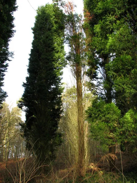 Leyland Cypress (Cupressocyparis X Leylandi) — the Leyland Cypress prefers full sun but can tolerate partial shade; an important consideration for placement is