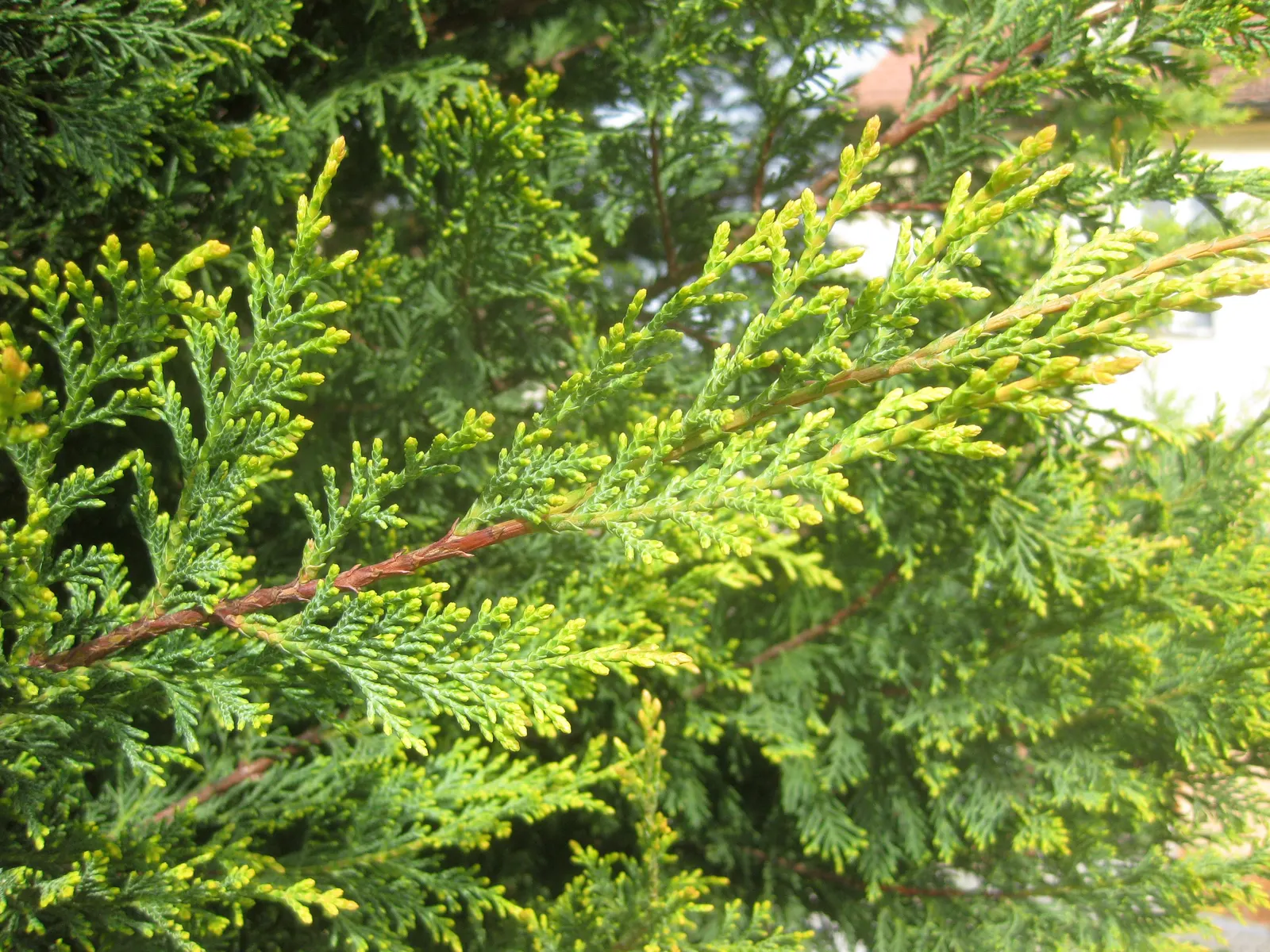 Leyland Cypress (Cupressocyparis X Leylandi) — Regular watering is necessary for establishment, but once rooted, the Leyland Cypress is drought-tolerant