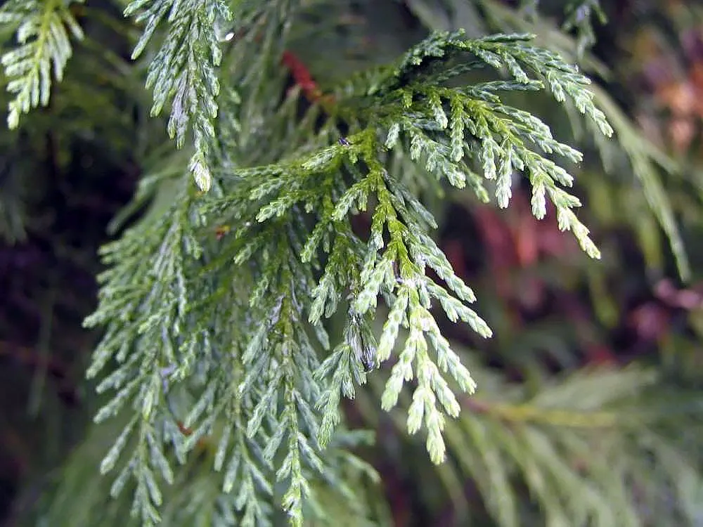 Leyland Cypress (Cupressocyparis X Leylandi) — Space trees 6-10 feet apart for a tight hedge