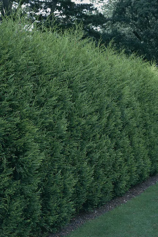 Leyland Cypress (Cupressocyparis X Leylandi) — It does best in well-drained soils but is notably adaptable to a variety of soil types