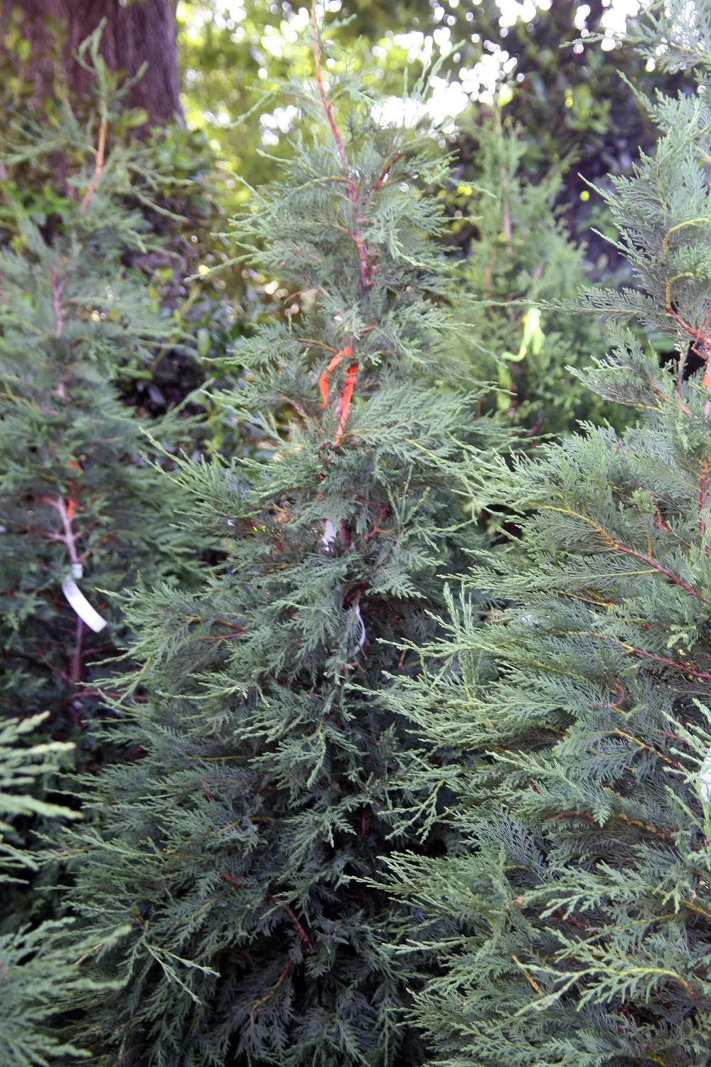 Leyland Cypress (Cupressocyparis X Leylandi) — ideal for privacy hedges and screens; it does best in well-drained soils but is notably adaptable to a variety