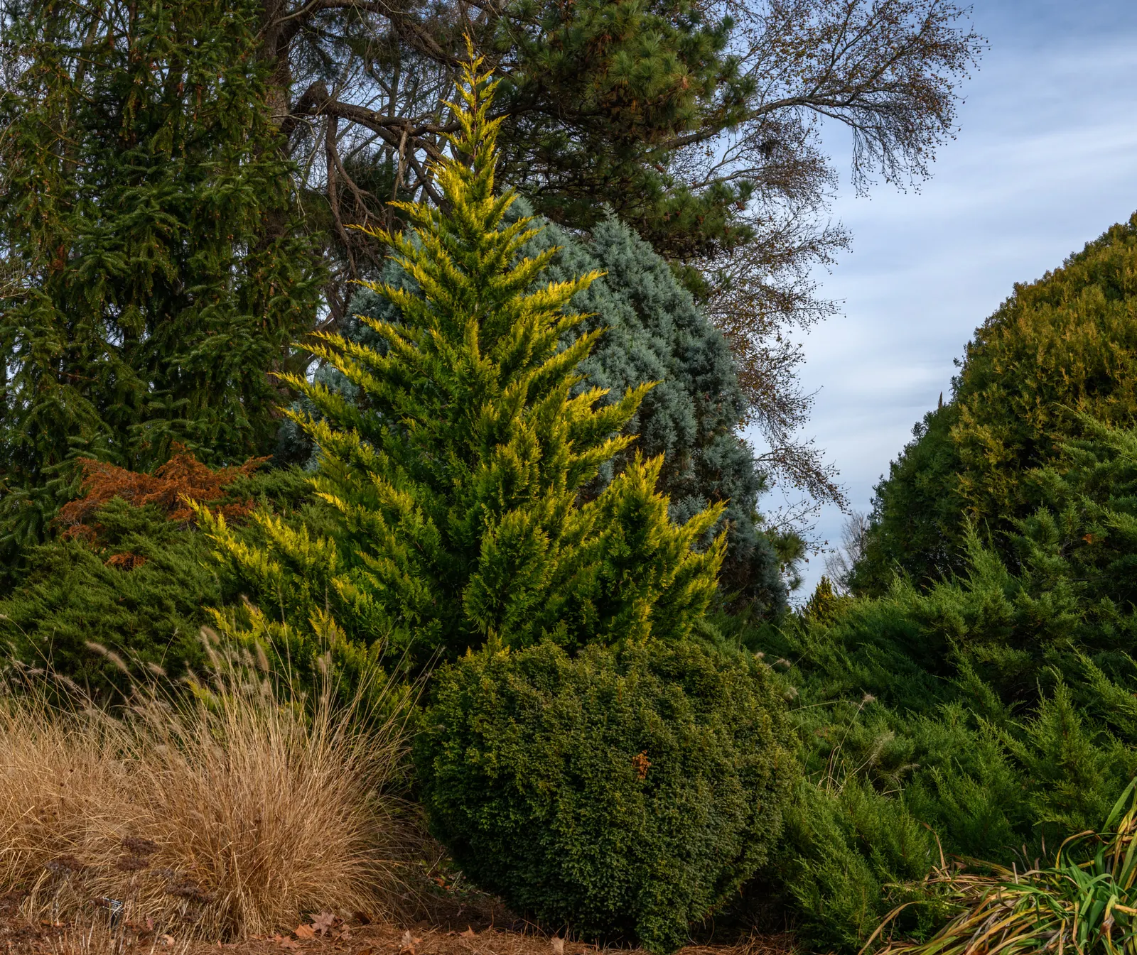 Leyland Cypress (Cupressocyparis X Leylandi) — as this vigorous tree can expand 3 to 4 feet per year.<br><br>When planting; space trees 6-10 feet apart for a