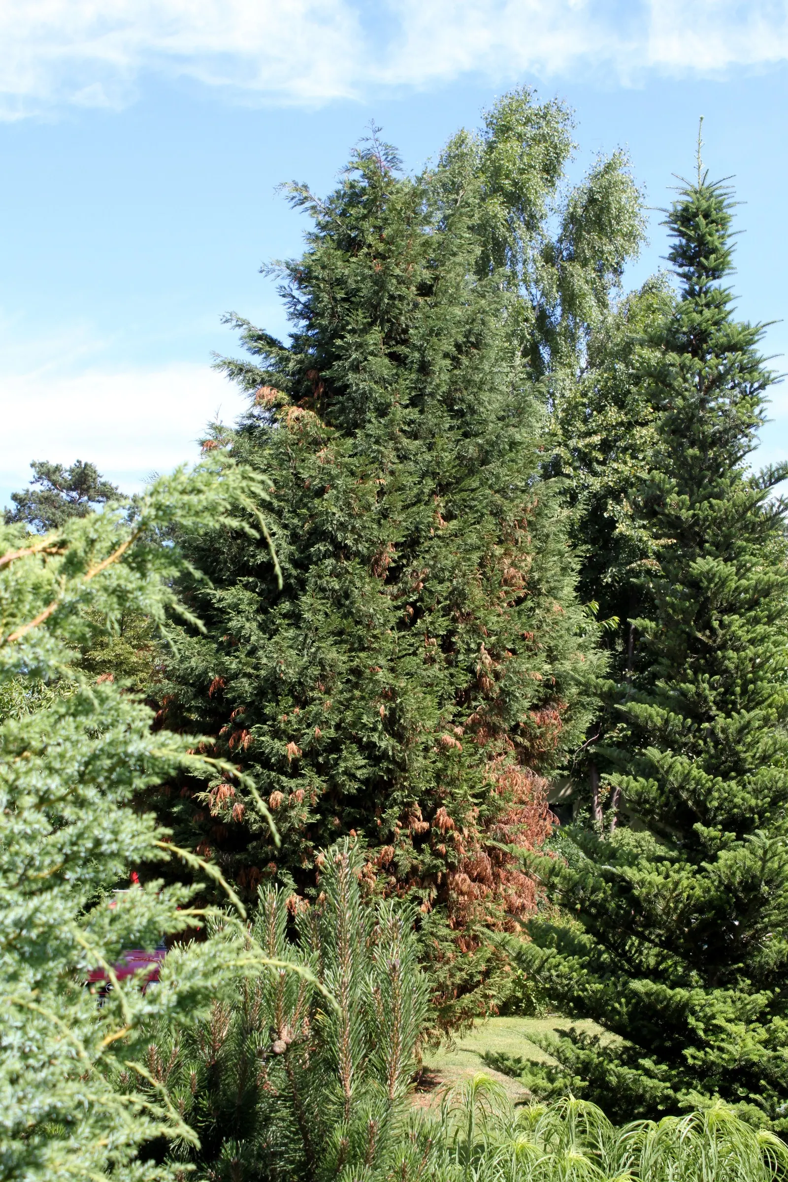 Leyland Cypress (Cupressocyparis X Leylandi) — reaching heights of 60 to 70 feet with a spread of 12 to 20 feet at maturity; tolerates a range of, image 45