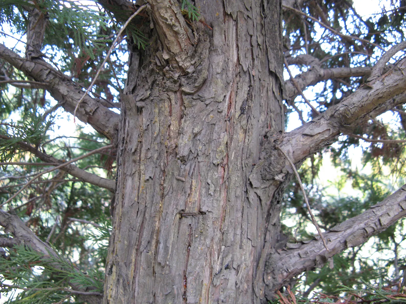 Leyland Cypress (Cupressocyparis X Leylandi) — Flourishing in full sun, it reaches heights of 60-70 feet and spreads 15-25 feet