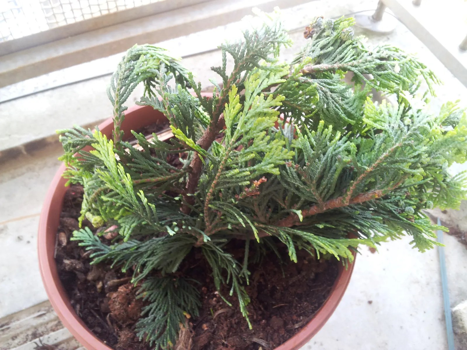 Leyland Cypress (Cupressocyparis X Leylandi) — provided they are not perpetually wet; reaching heights of 60 to 70 feet with a spread of 12 to 20 feet at