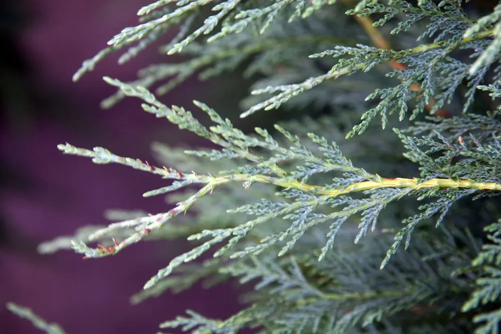 Leyland Cypress (Cupressocyparis X Leylandi) — An important consideration for placement is allowing ample space for growth