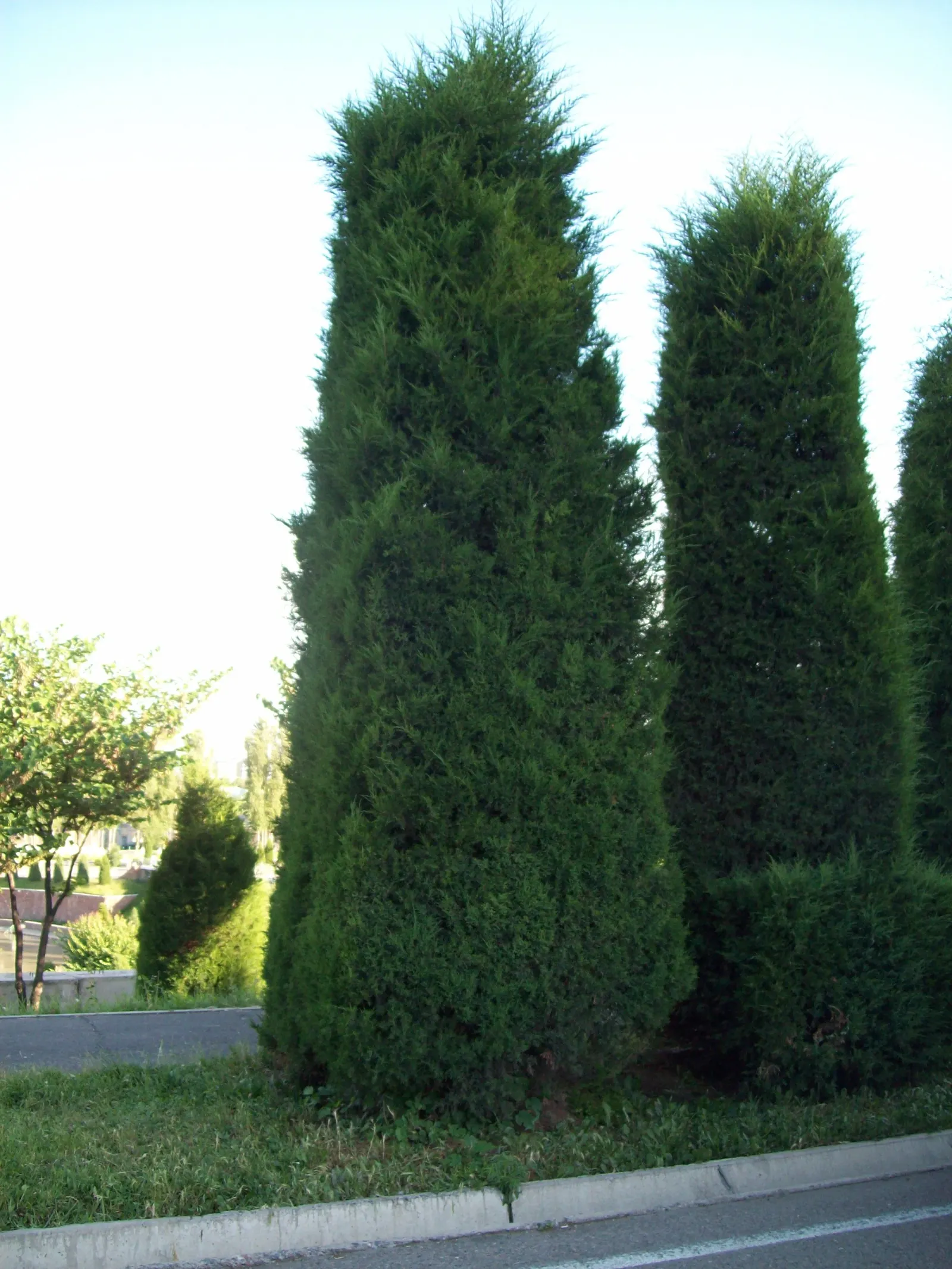 Leyland Cypress (Cupressocyparis X Leylandi) — It does best in well-drained soils but is notably adaptable to a variety of soil types; ideal for privacy hedges