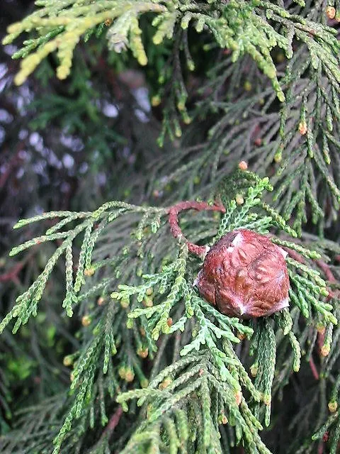 Leyland Cypress (Cupressocyparis X Leylandi) — It does best in well-drained soils but is notably adaptable to a variety of soil types; ideal for, image 47
