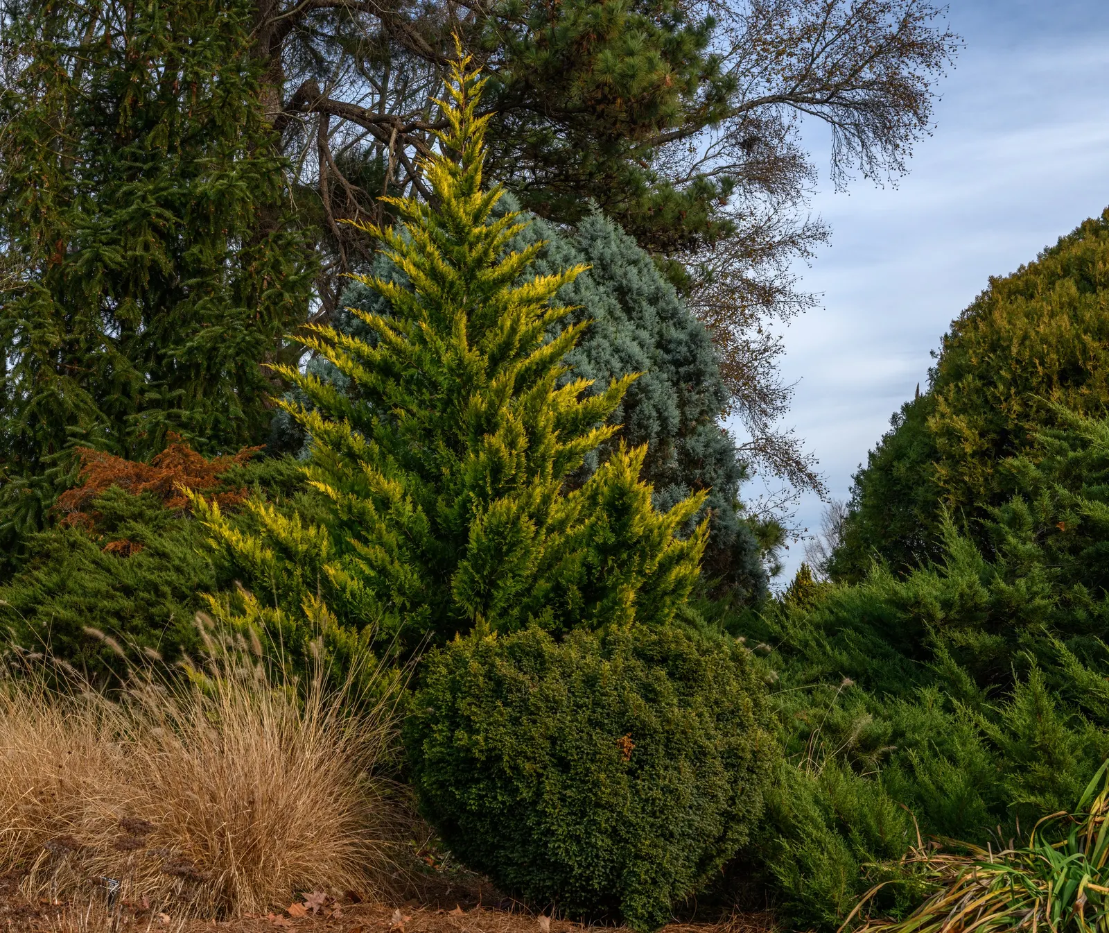 Leyland Cypress (Cupressocyparis X Leylandi) — Flourishing in full sun, it reaches heights of 60-70 feet and spreads 15-25 feet; conifer for full, image 39