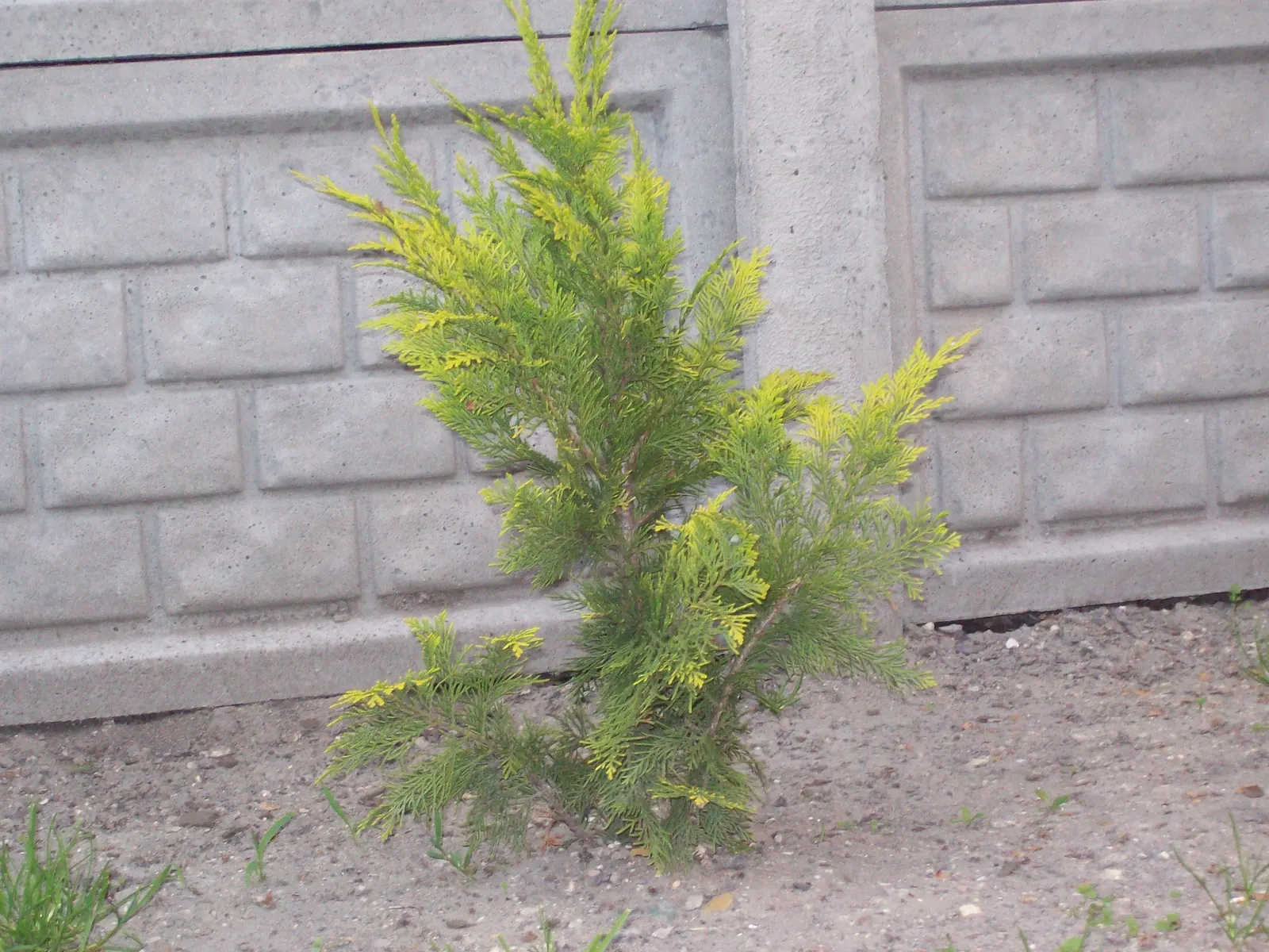 Leyland Cypress (Cupressocyparis X Leylandi) — reaching heights of 60 to 70 feet with a spread of 12 to 20 feet at maturity; tolerates a range of soil types