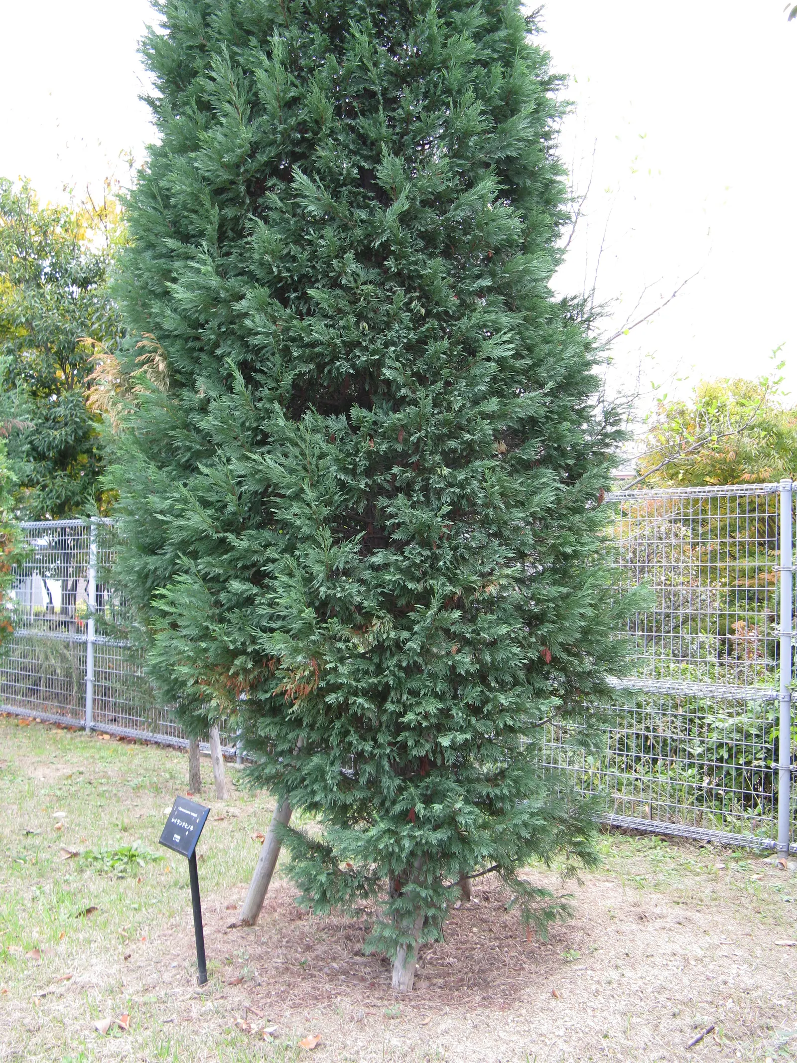Leyland Cypress (Cupressocyparis X Leylandi) — The Leyland Cypress (Cupressocyparis x leylandii) is a fast-growing conifer