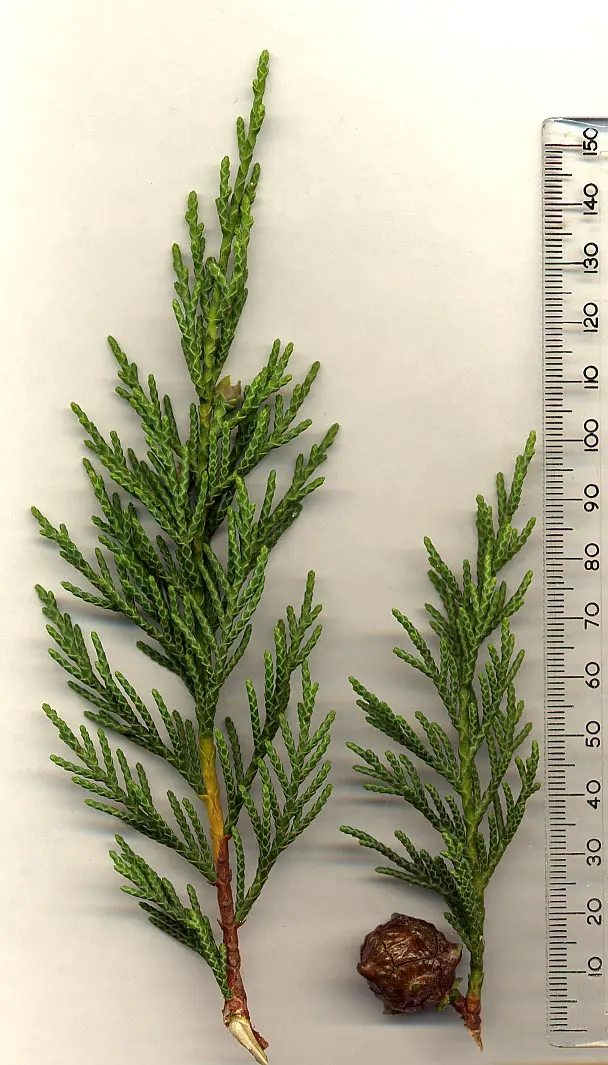 Leyland Cypress (Cupressocyparis X Leylandi) — The Leyland Cypress (Cupressocyparis x leylandii) is a fast-growing conifer; hardy in USDA zones, image 37