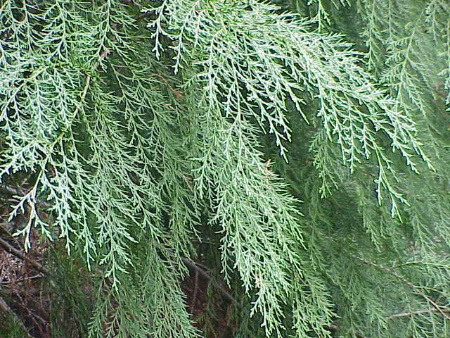 Leyland Cypress (Cupressocyparis X Leylandi) — An important consideration for placement is allowing ample space for growth; it may require pruning to maintain