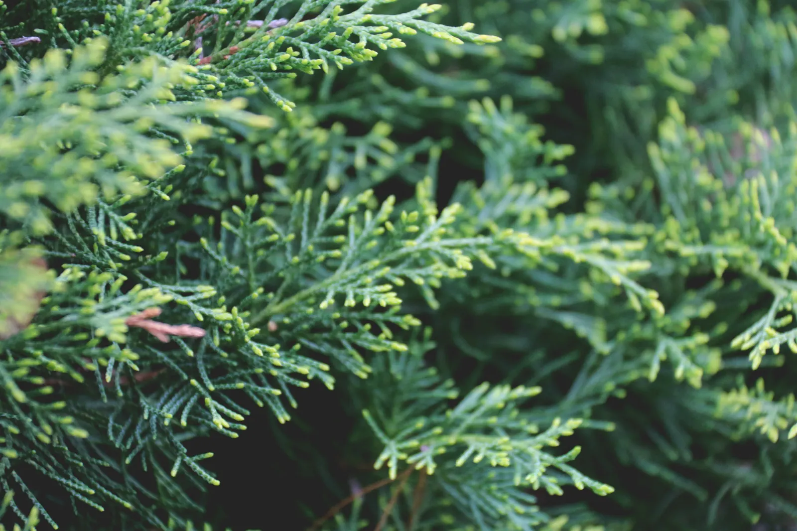 Leyland Cypress (Cupressocyparis X Leylandi) — Regular watering is necessary for establishment, but once rooted, the Leyland Cypress is, image 33