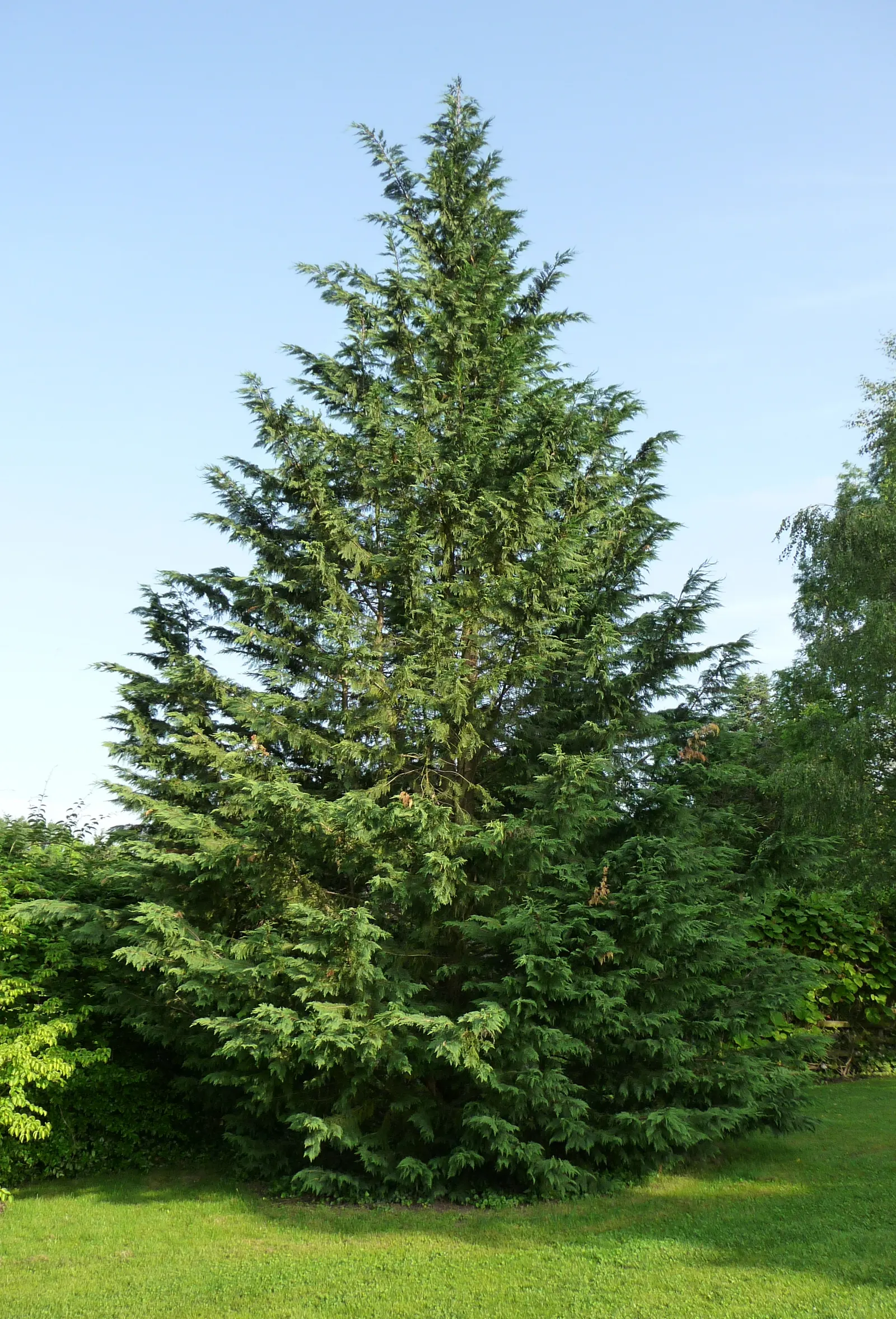 Leyland Cypress (Cupressocyparis X Leylandi) — conifer for full