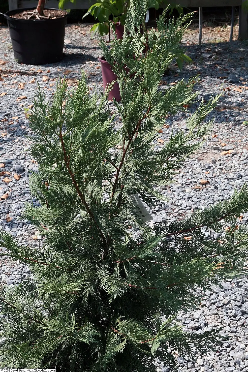 Leyland Cypress (Cupressocyparis X Leylandi) — Tolerates a range of soil types but requires proper drainage; flourishing in full sun, it reaches, image 42