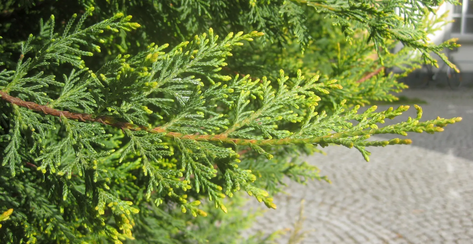 Leyland Cypress (Cupressocyparis X Leylandi) — Hardy in USDA zones 6-10, its dense foliage offers year-round greenery with minimal care; feathery, image 40